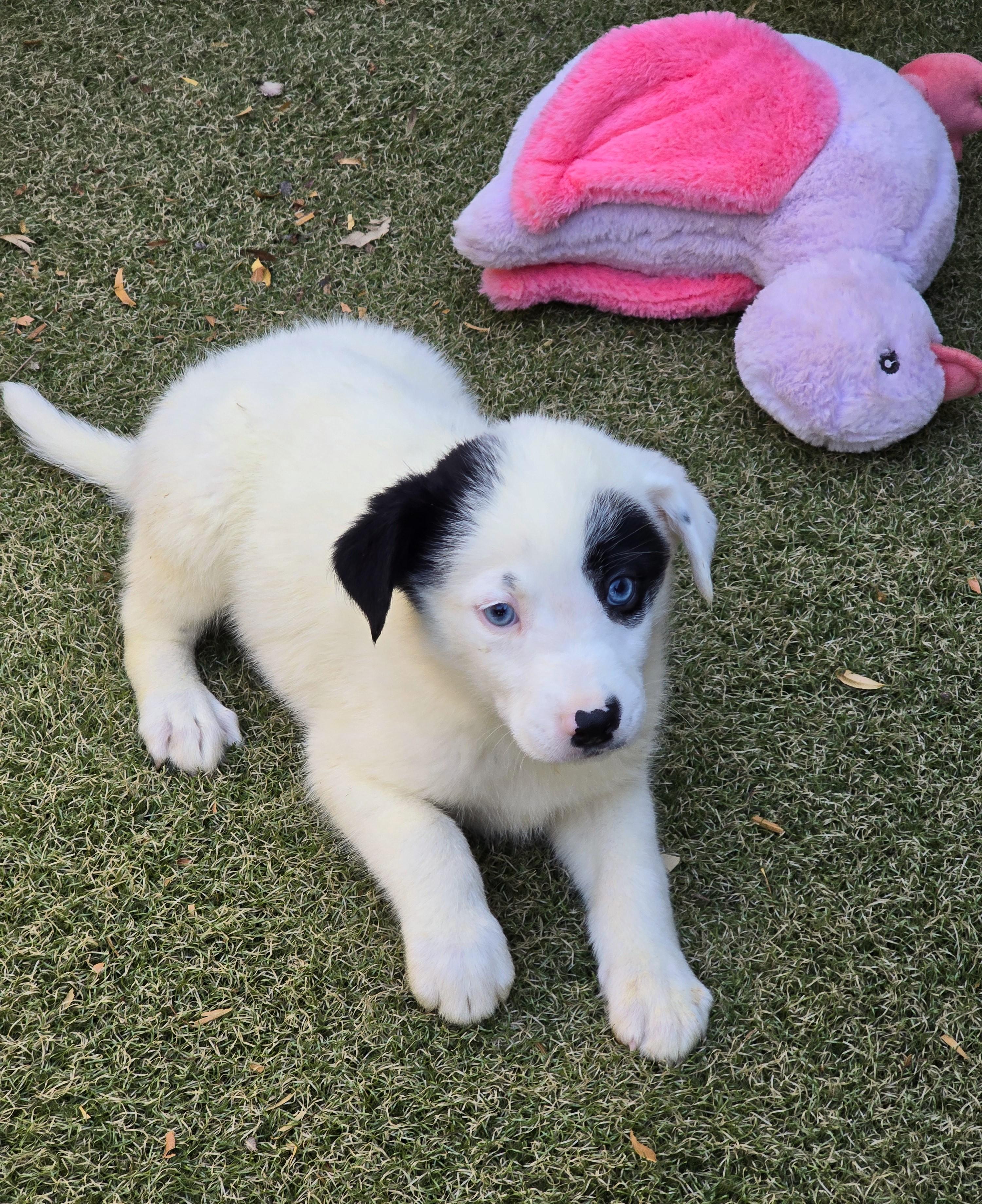Cerulean, ADOPTABLE, Puppy Female Australian Cattle Dog / Blue Heeler & Australian Shepherd.