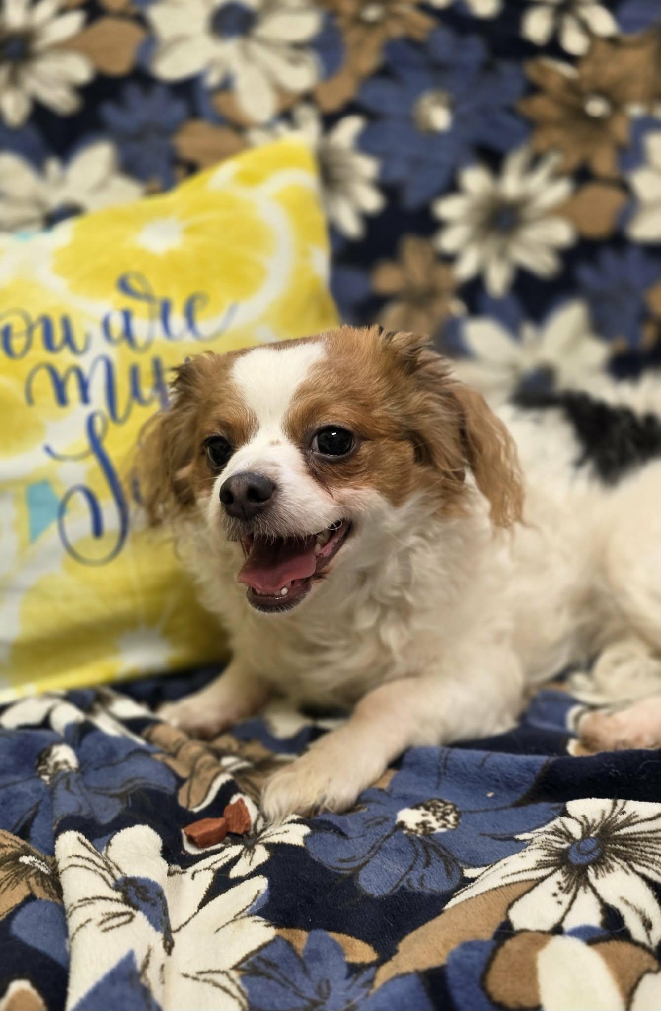 Enlarge Florence - ADOPTED!!, an adopted mixed breed in Amherst, VA image 2/6