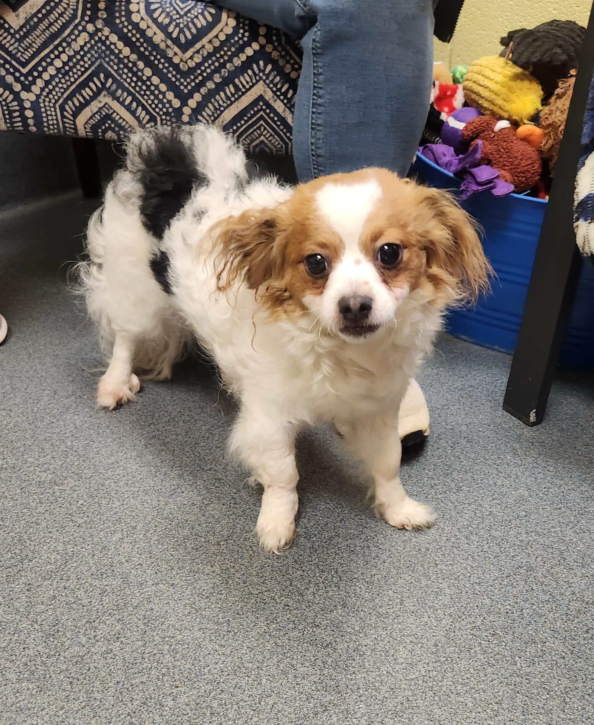 Enlarge Florence - ADOPTED!!, an adopted mixed breed in Amherst, VA image 6/6