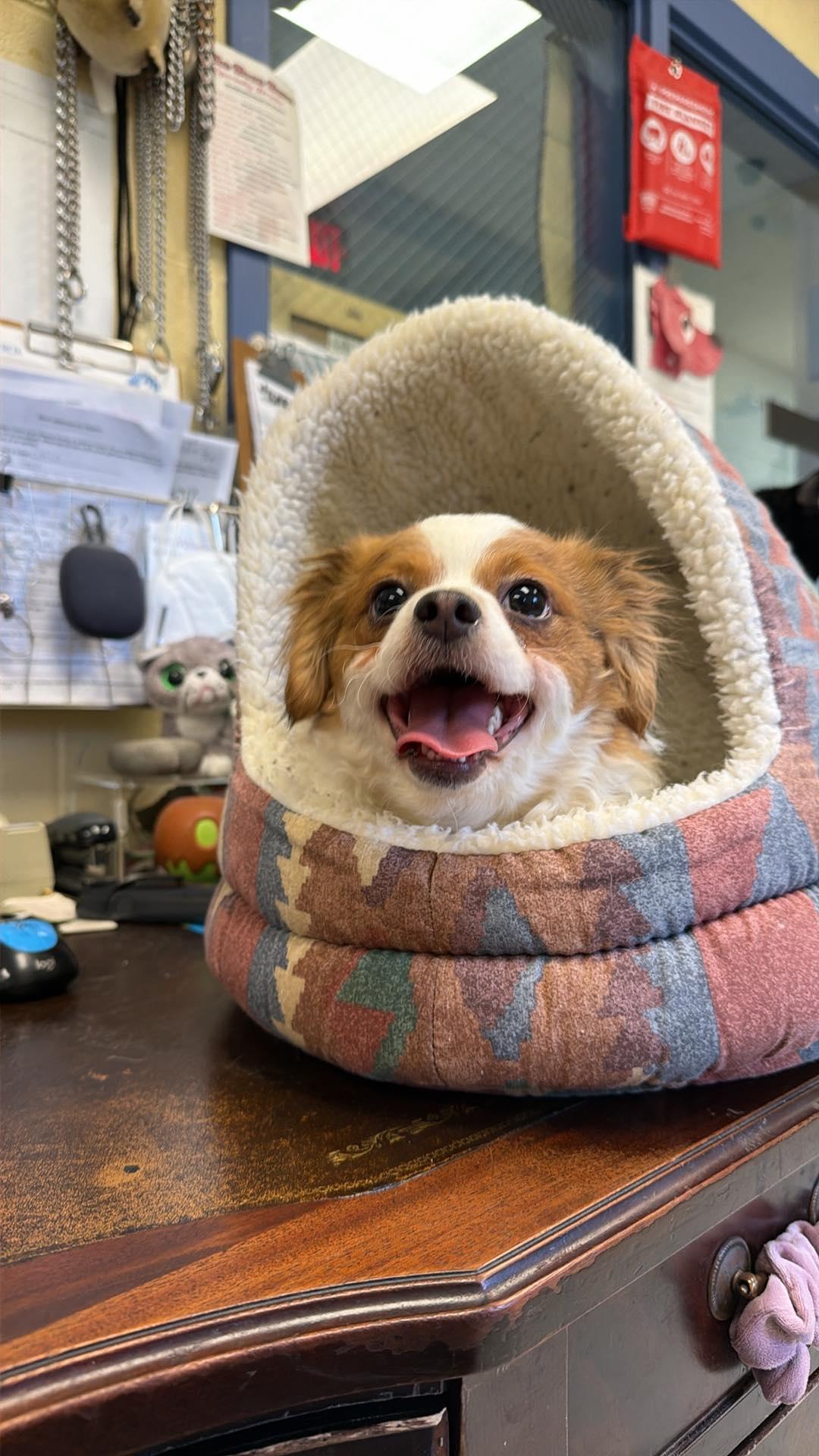 Enlarge Florence - ADOPTED!!, an adopted mixed breed in Amherst, VA image 4/6