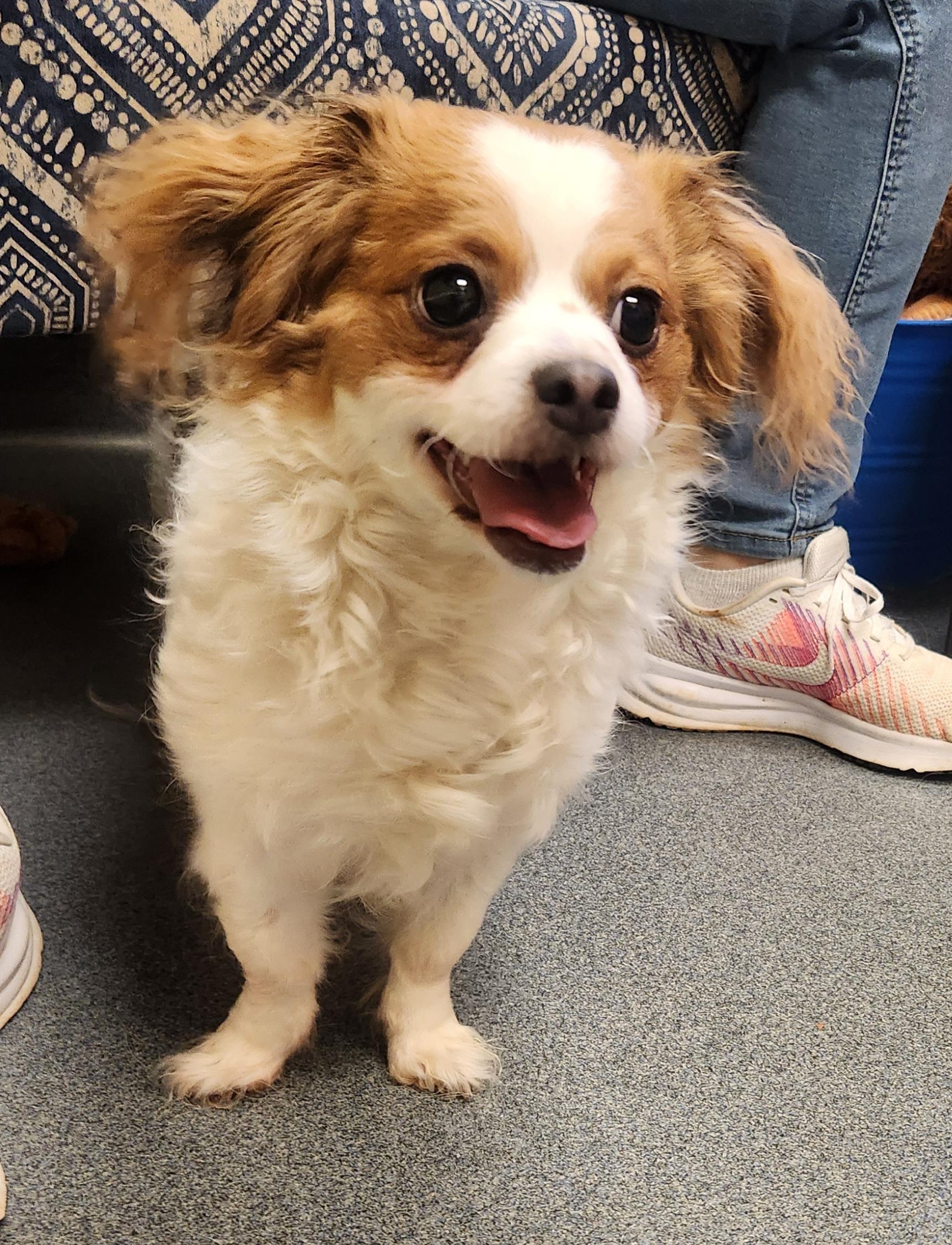 Enlarge Florence - ADOPTED!!, an adopted mixed breed in Amherst, VA image 5/6