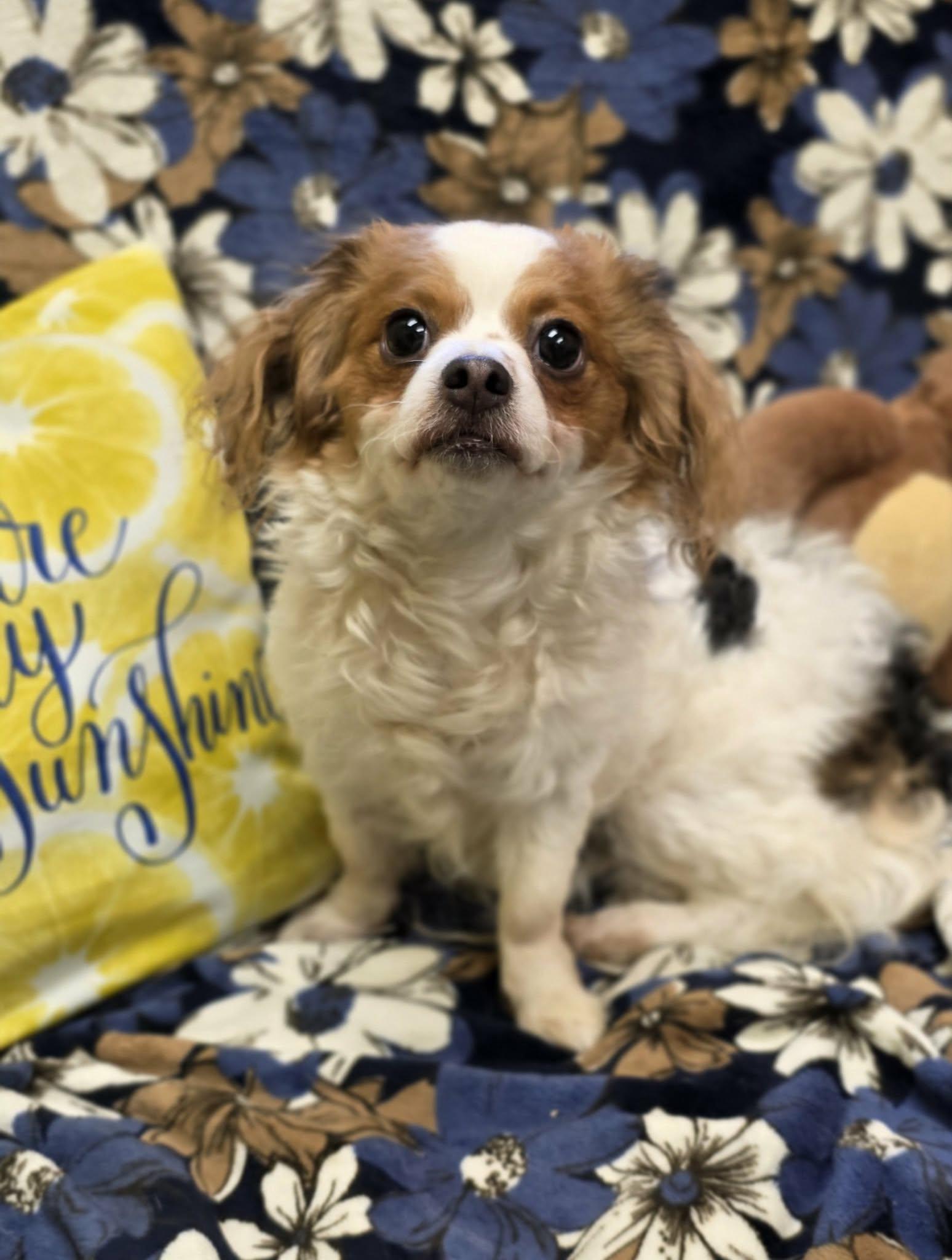 Enlarge Florence - ADOPTED!!, an adopted mixed breed in Amherst, VA image 3/6