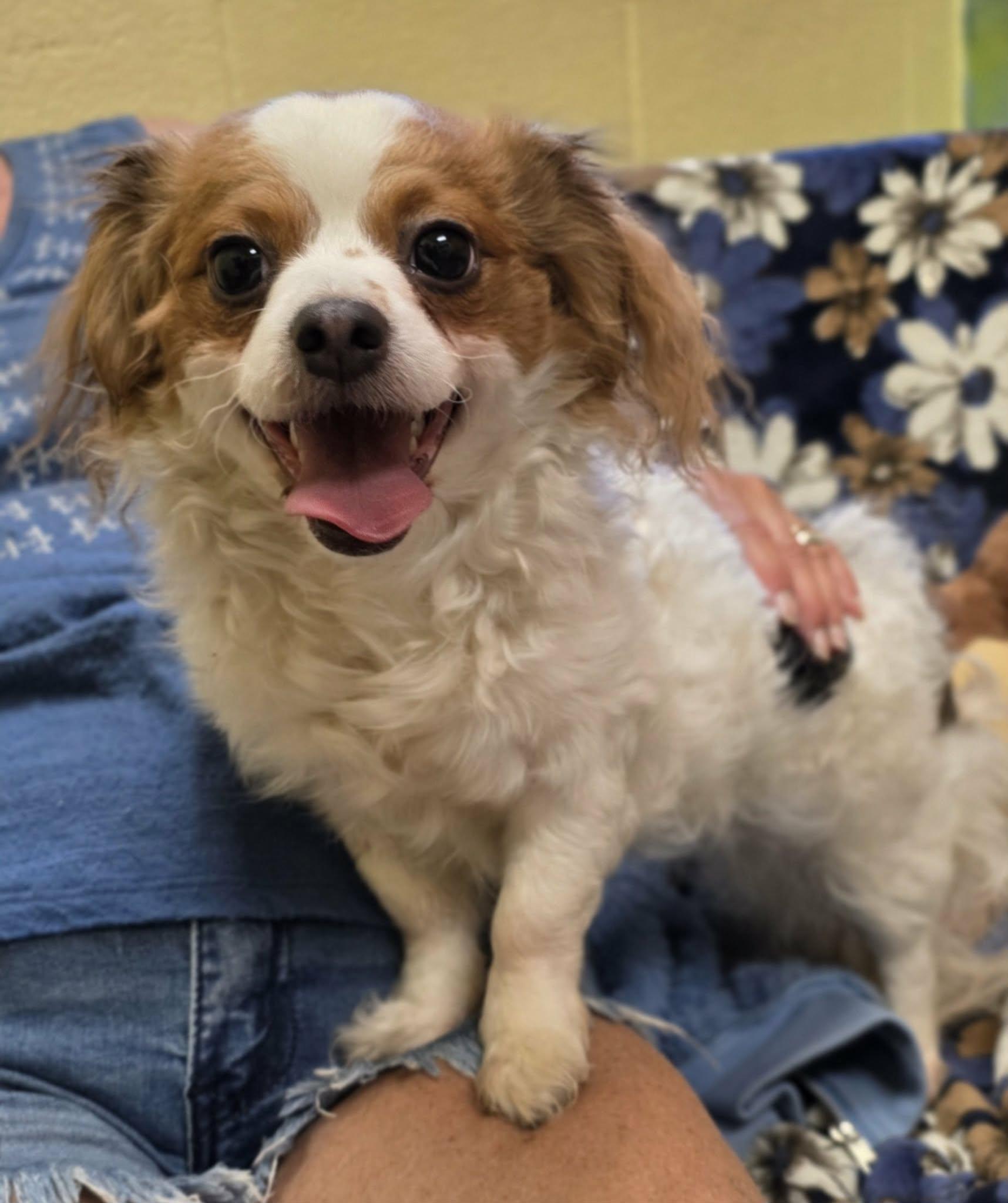 Enlarge Florence - ADOPTED!!, an adopted mixed breed in Amherst, VA image 1/6