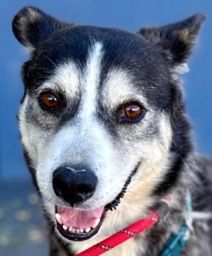 Looking for my forever family - I'm Tamara, Adult Female Husky