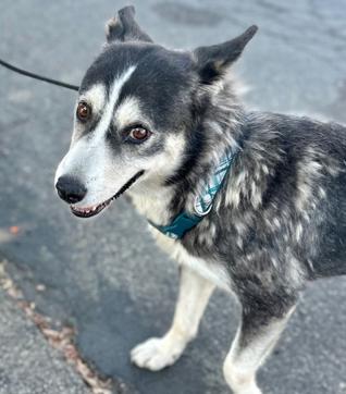 Looking for my forever family - I'm Tamara