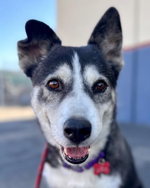 Looking for my forever family - I'm Tamara photo 2