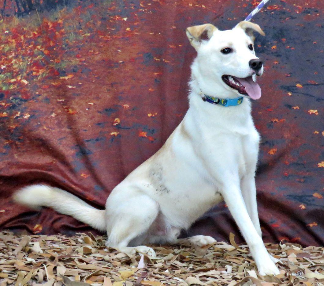 Conner, Adoptable, Young Male Labrador Retriever & Husky.