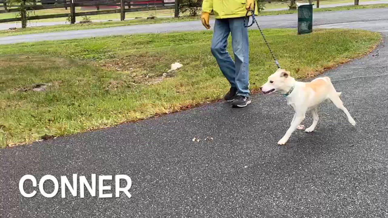 Enlarge Conner, a Adoptable mixed breed in Lexington, VA video 1/2