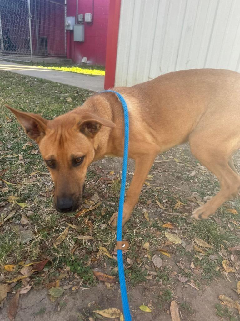 Enlarge Gary, a Adoptable Shepherd in Ada, OK image 1/2