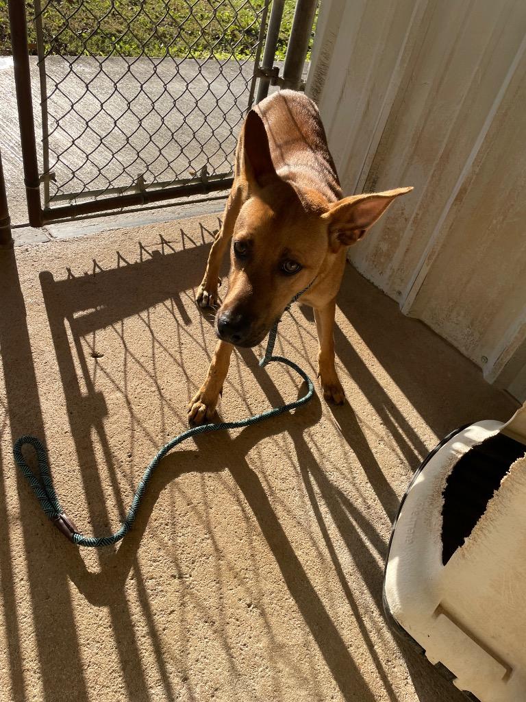 Enlarge Gary, a Adoptable Shepherd in Ada, OK image 2/2