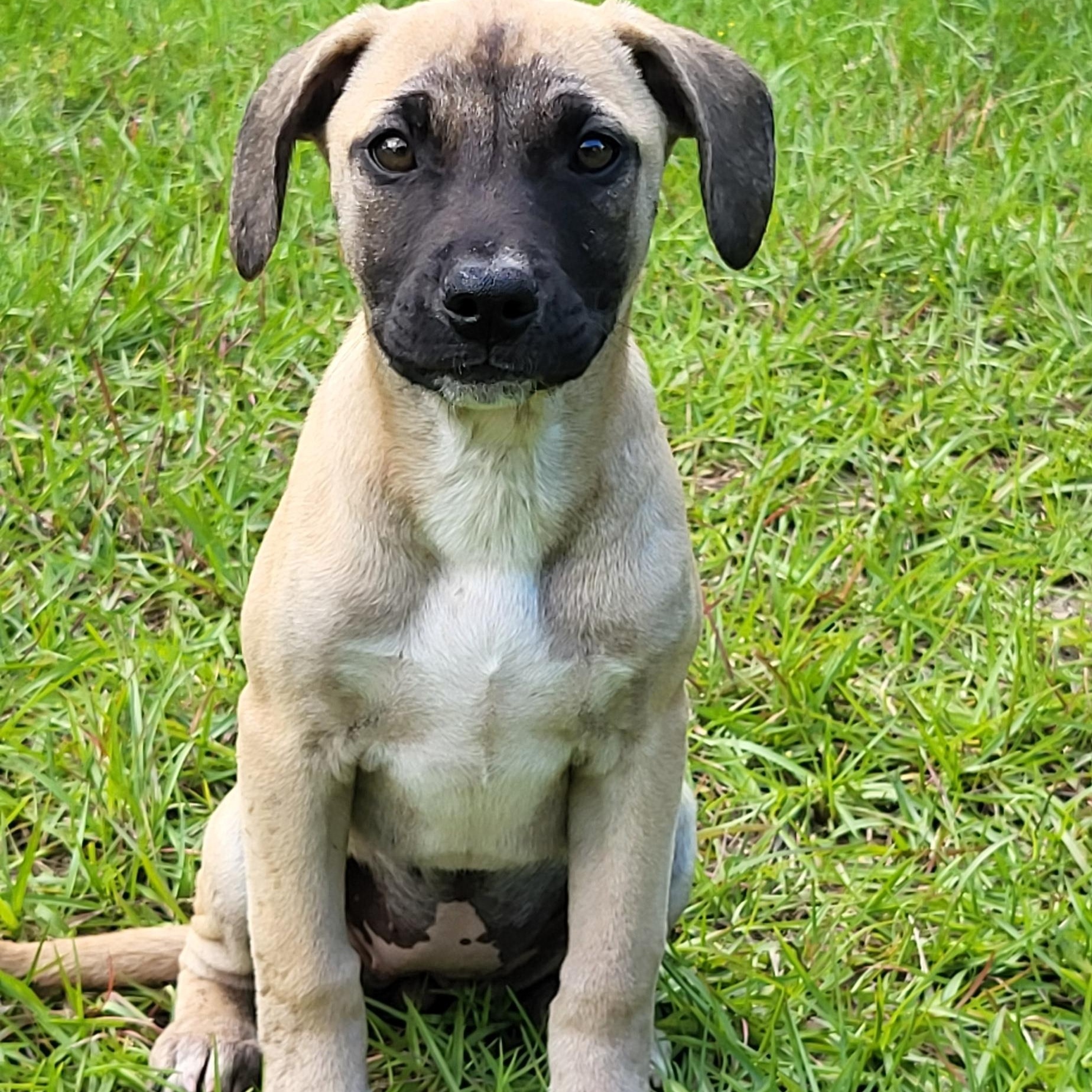 Enlarge Blossom, a ADOPTABLE Mixed Breed in Marion, MS image 1/1