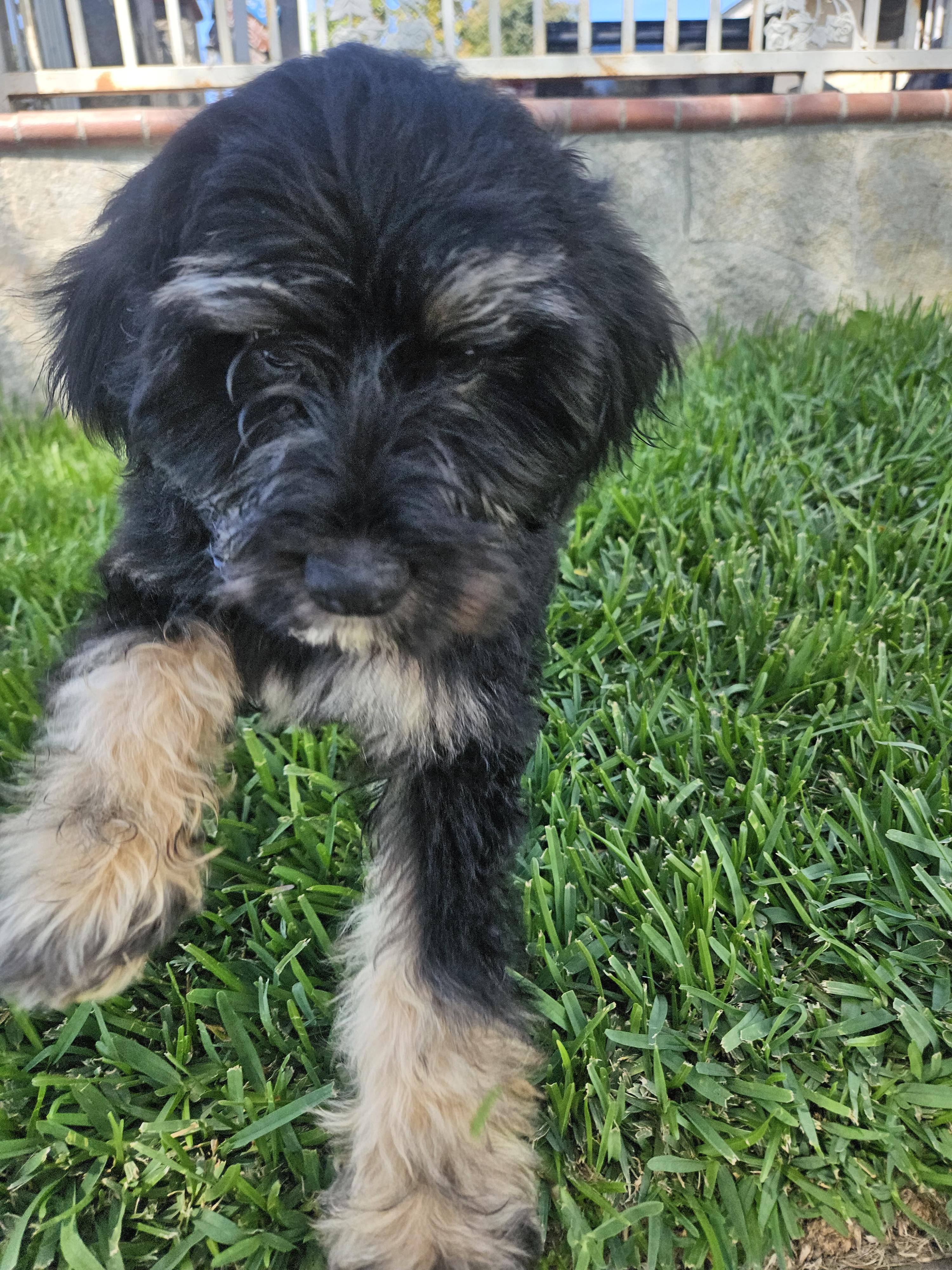 Enlarge Waffle, an adopted mixed breed in Los Angeles, CA image 5/6