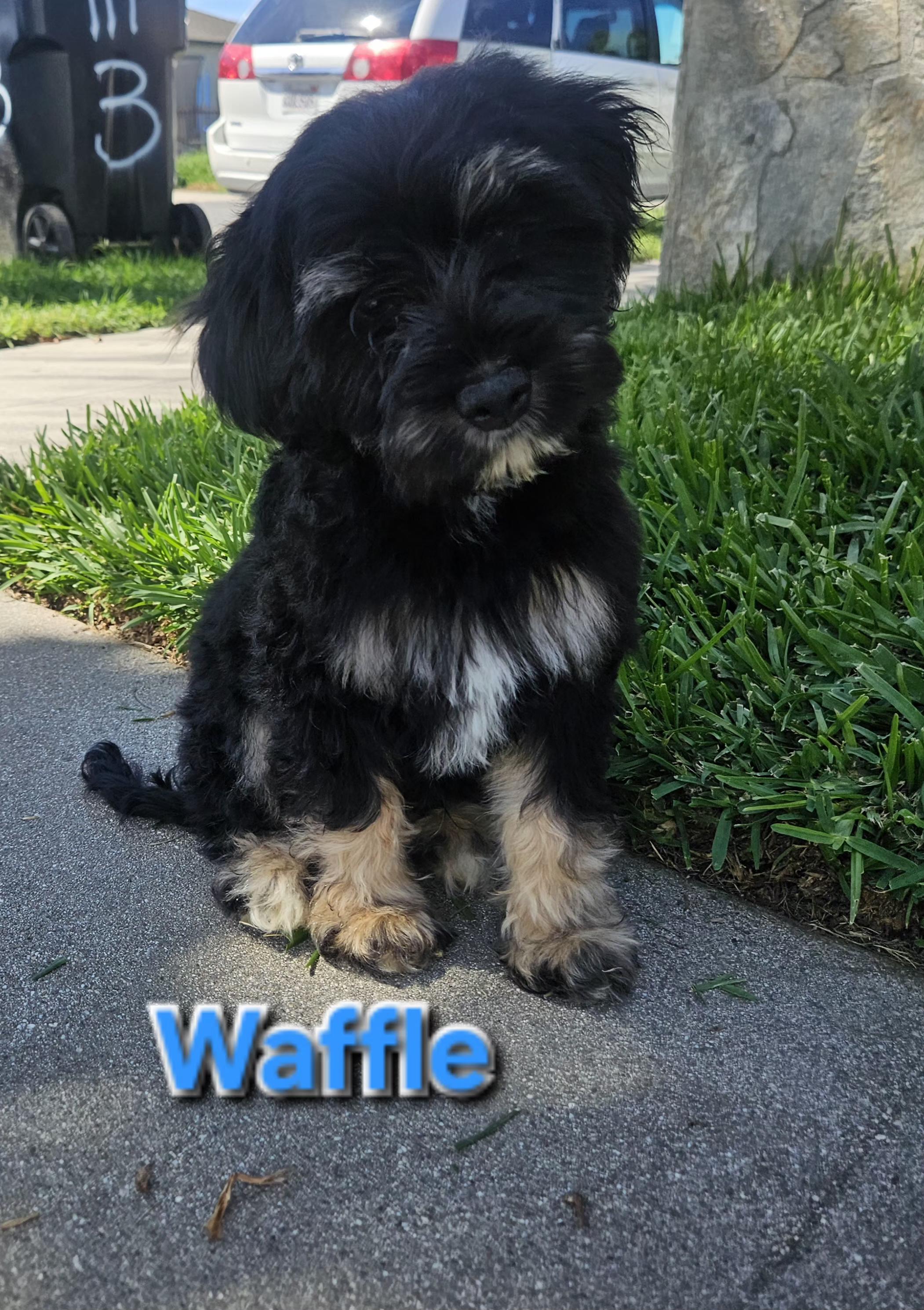 Enlarge Waffle, an adopted mixed breed in Los Angeles, CA image 3/6