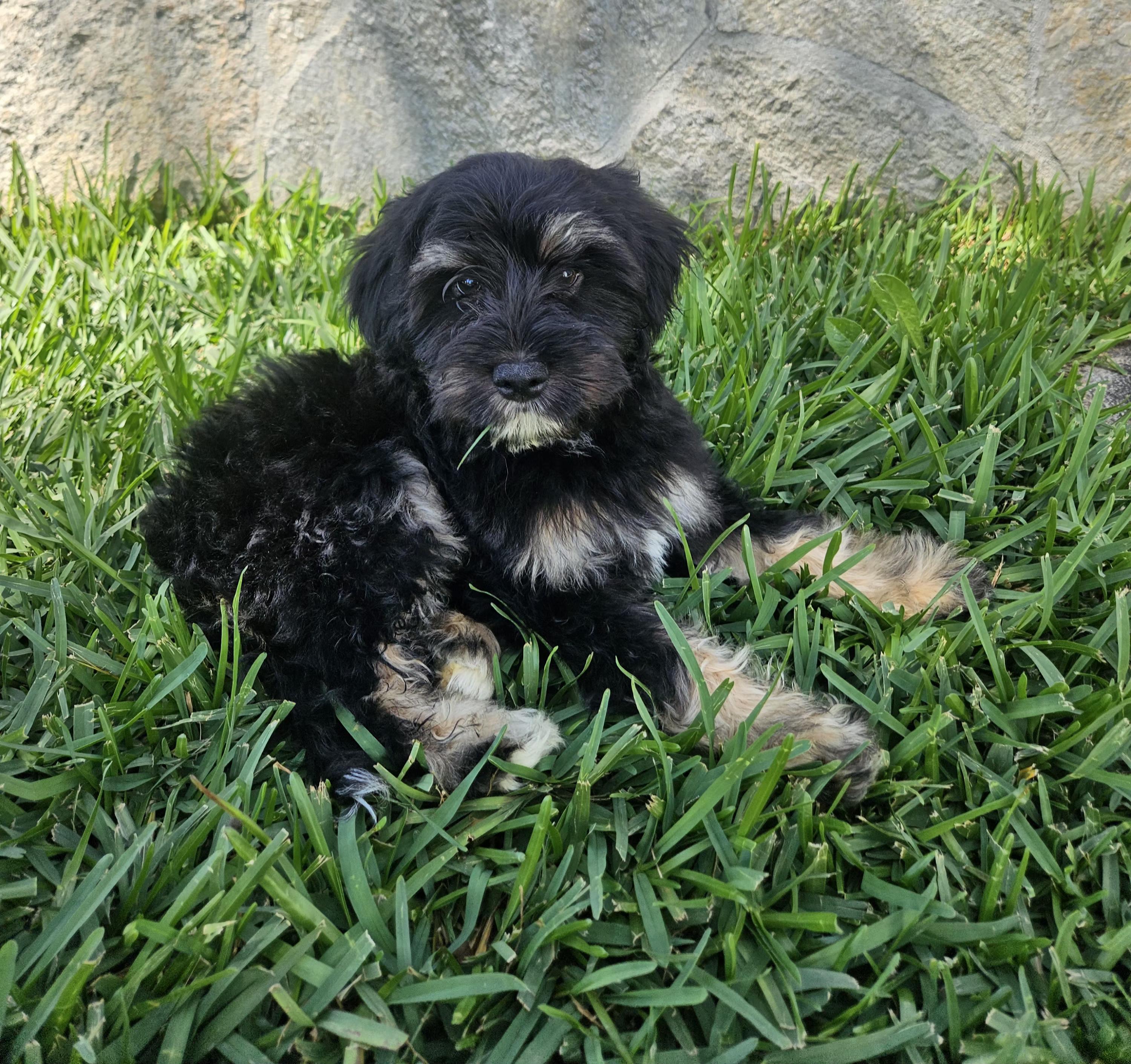 Enlarge Waffle, an adopted mixed breed in Los Angeles, CA image 1/6