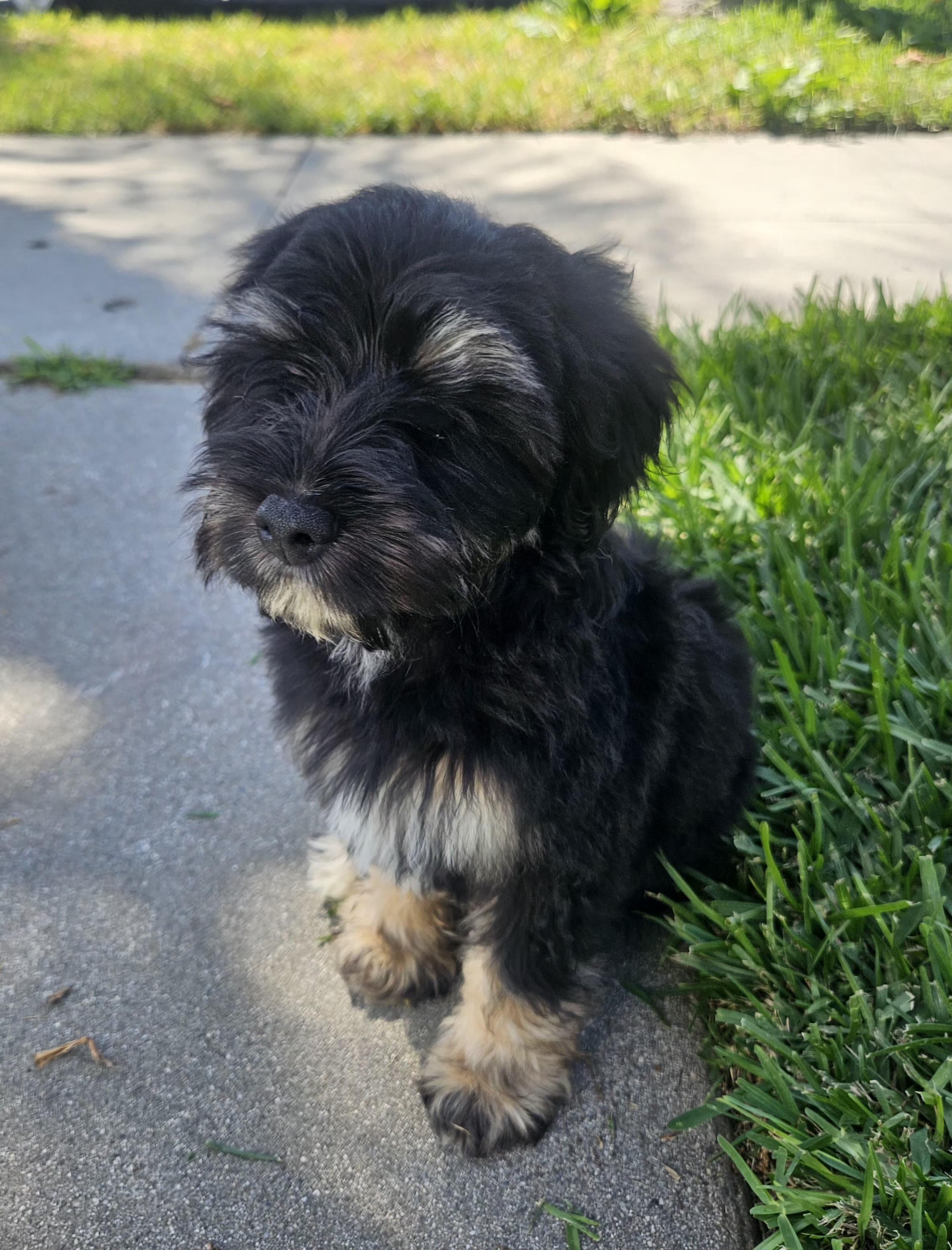 Enlarge Waffle, an adopted mixed breed in Los Angeles, CA image 4/6