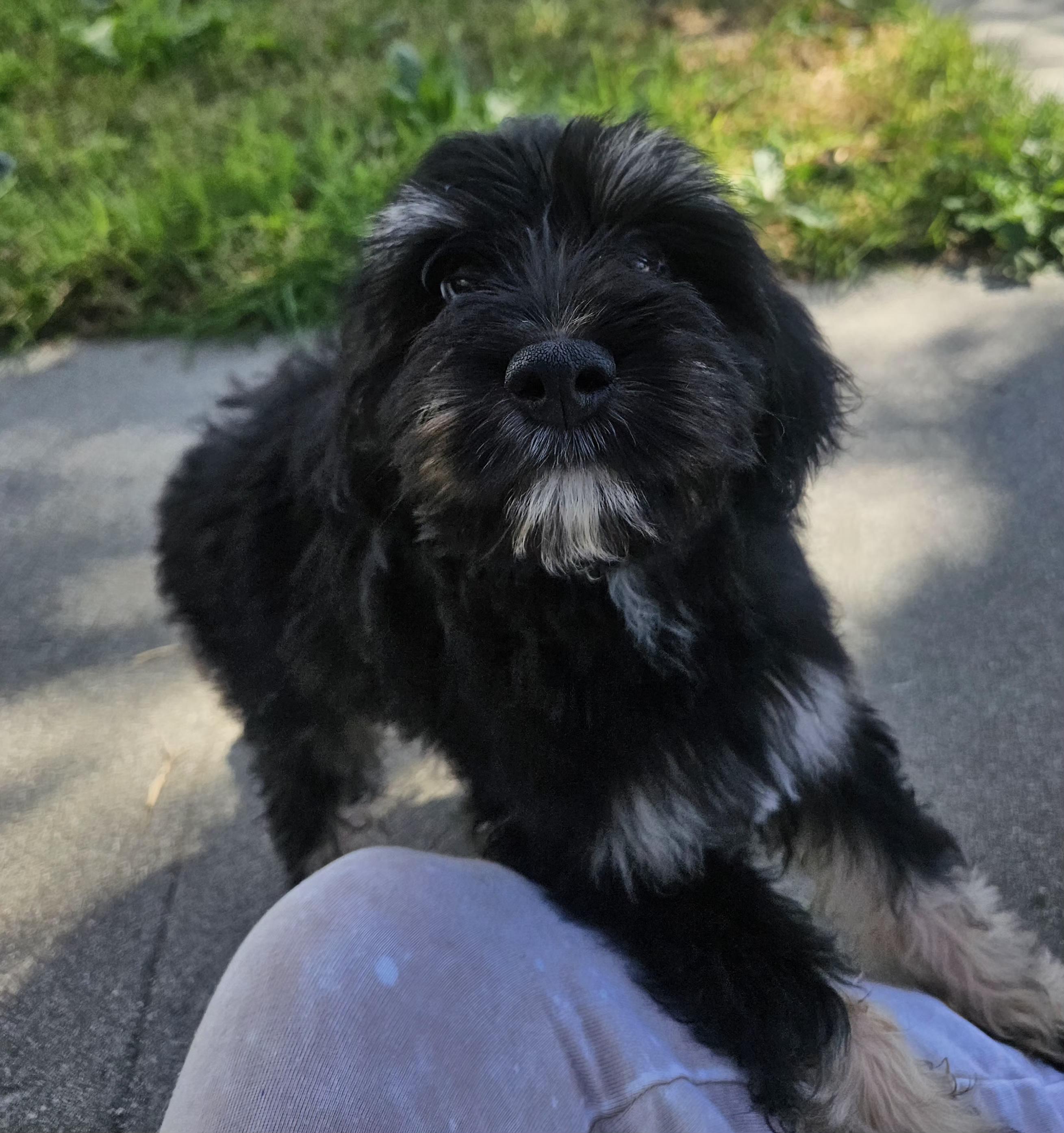 Enlarge Waffle, an adopted mixed breed in Los Angeles, CA image 6/6