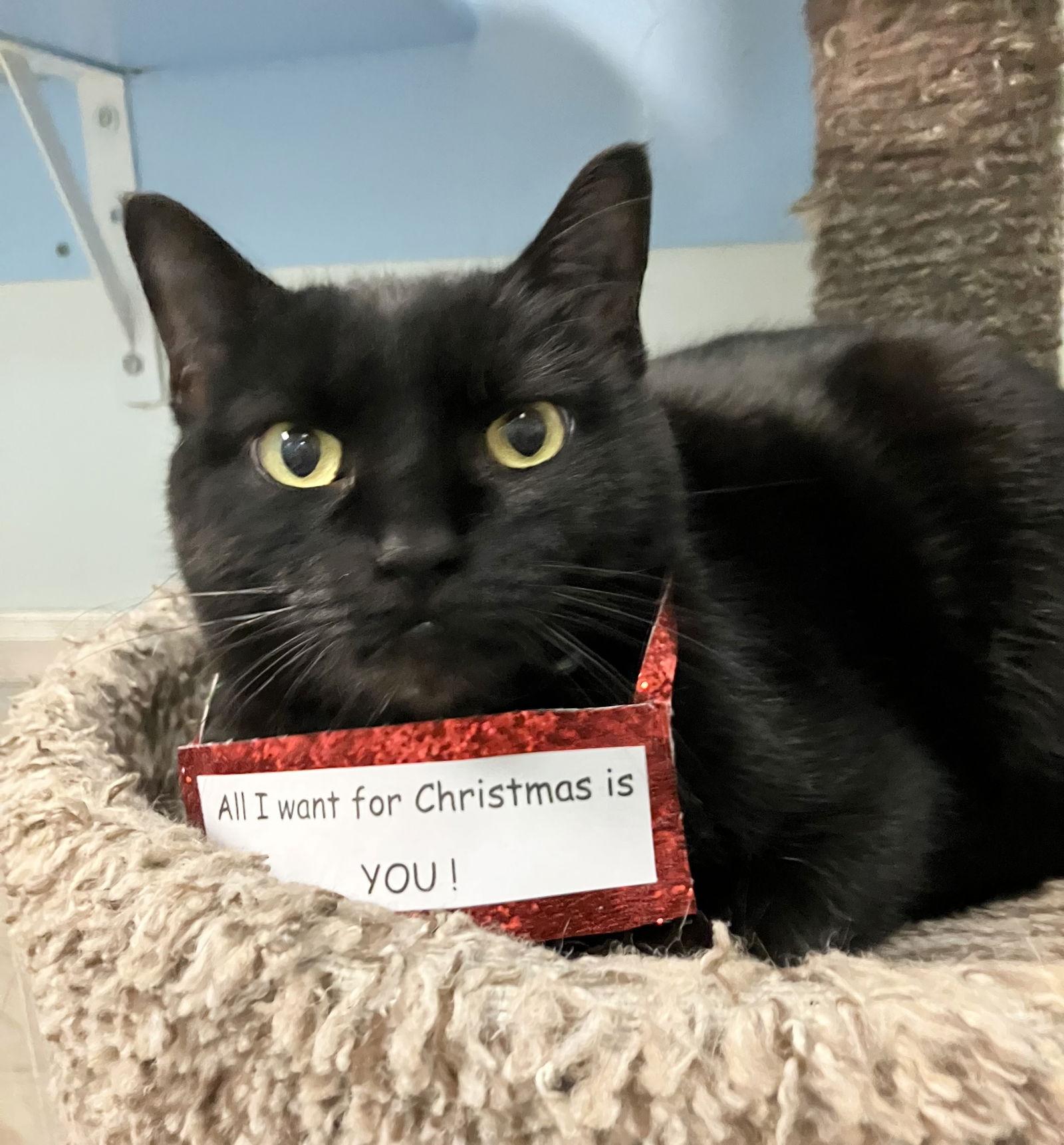 Sabrina, Adoptable, Adult Female Domestic Short Hair.