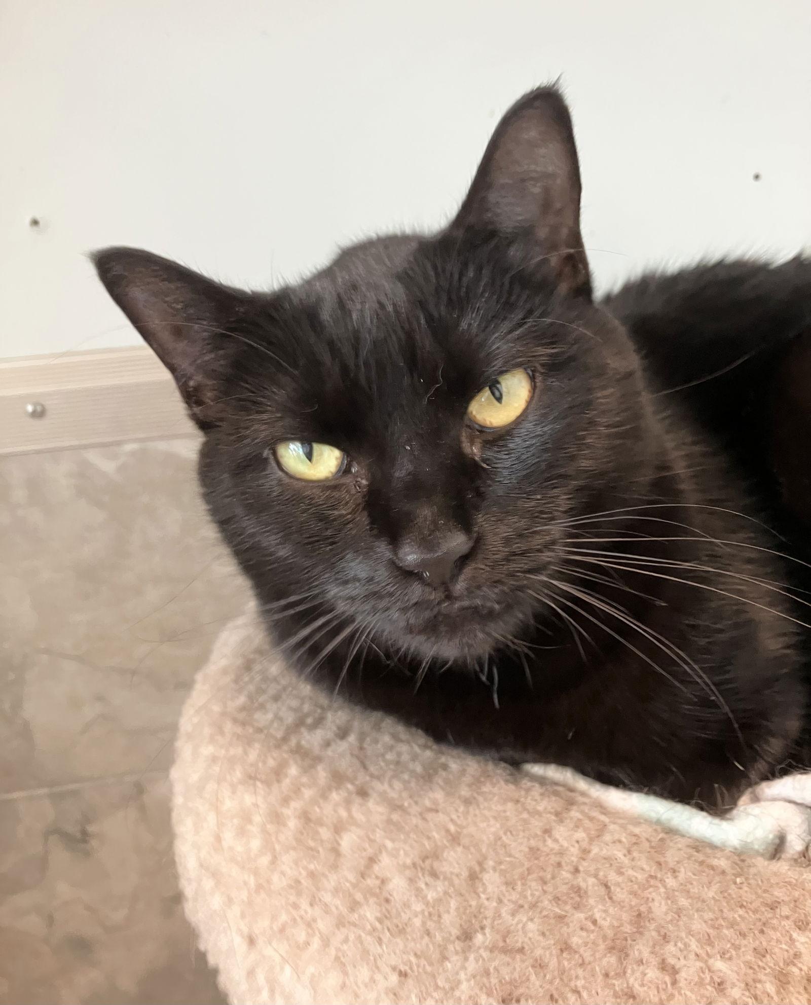 Sabrina, a Adoptable Domestic Short Hair in Dublin, OH image 1/3