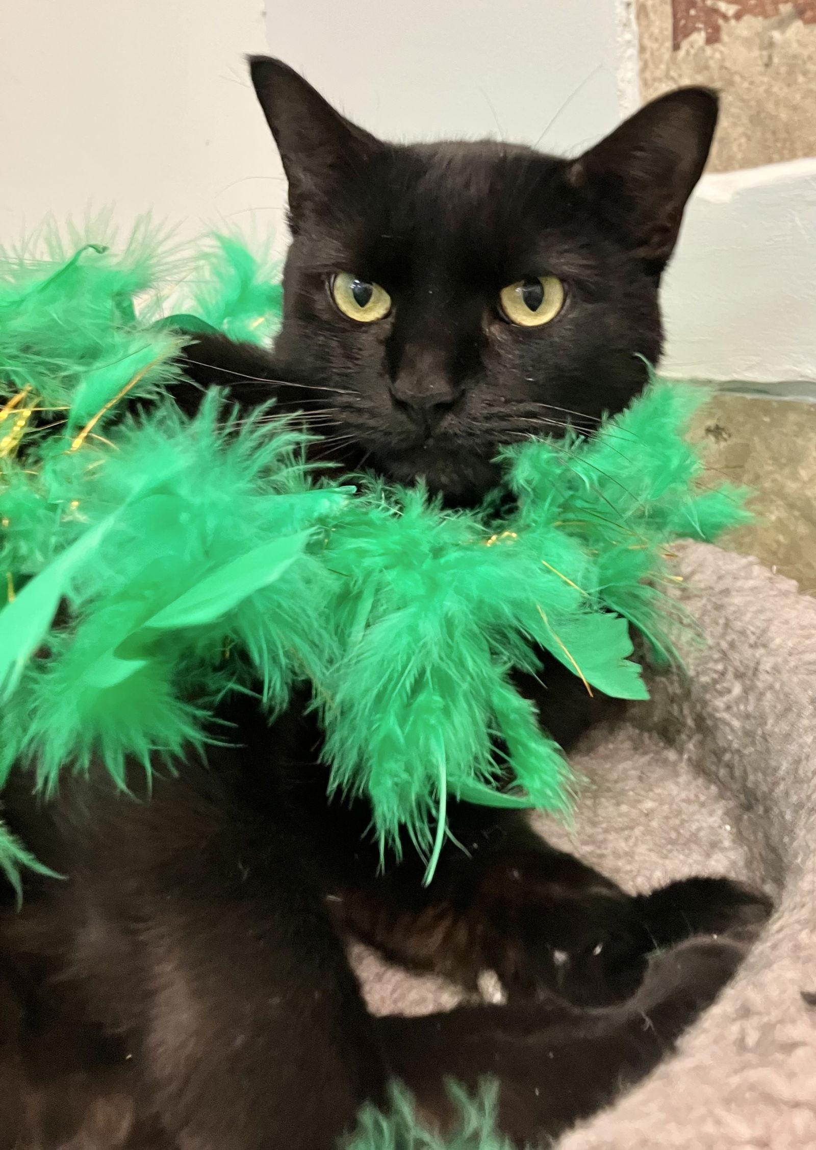 Enlarge Sabrina, a Adopted Domestic Short Hair in Dublin, OH image 2/3