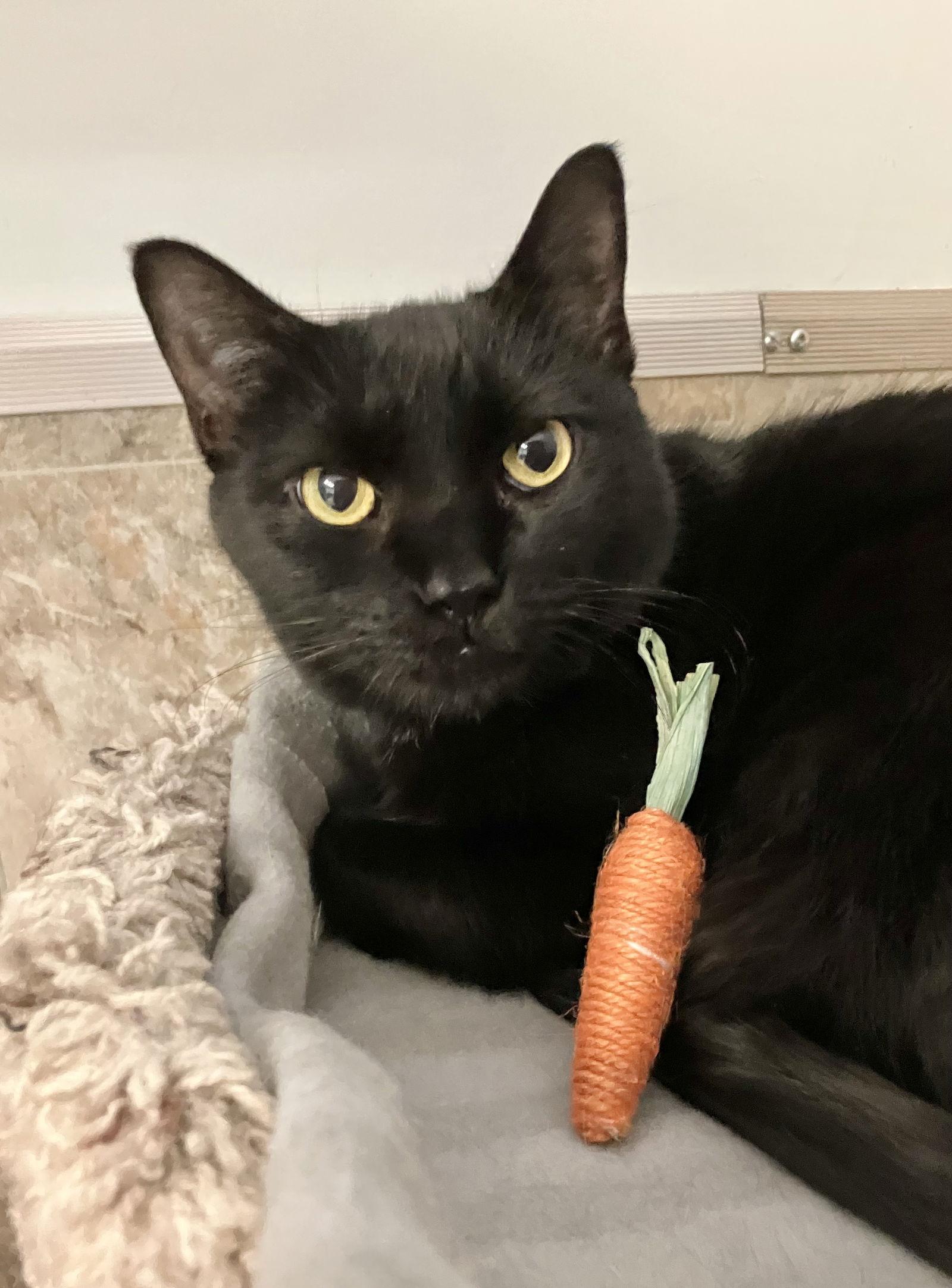 Sabrina, a Adoptable Domestic Short Hair in Dublin, OH image 2/3