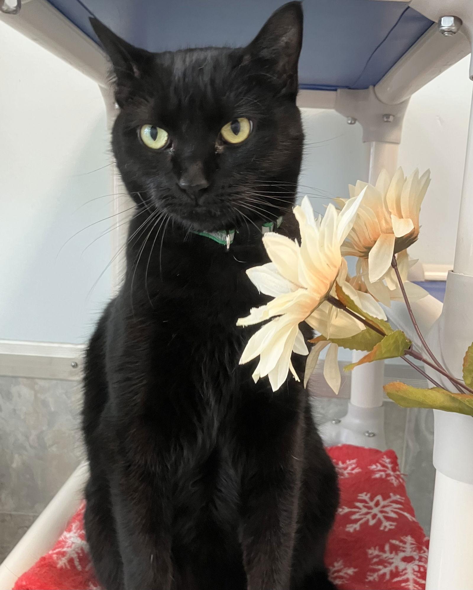 Sabrina, a Adoptable Domestic Short Hair in Dublin, OH image 3/3