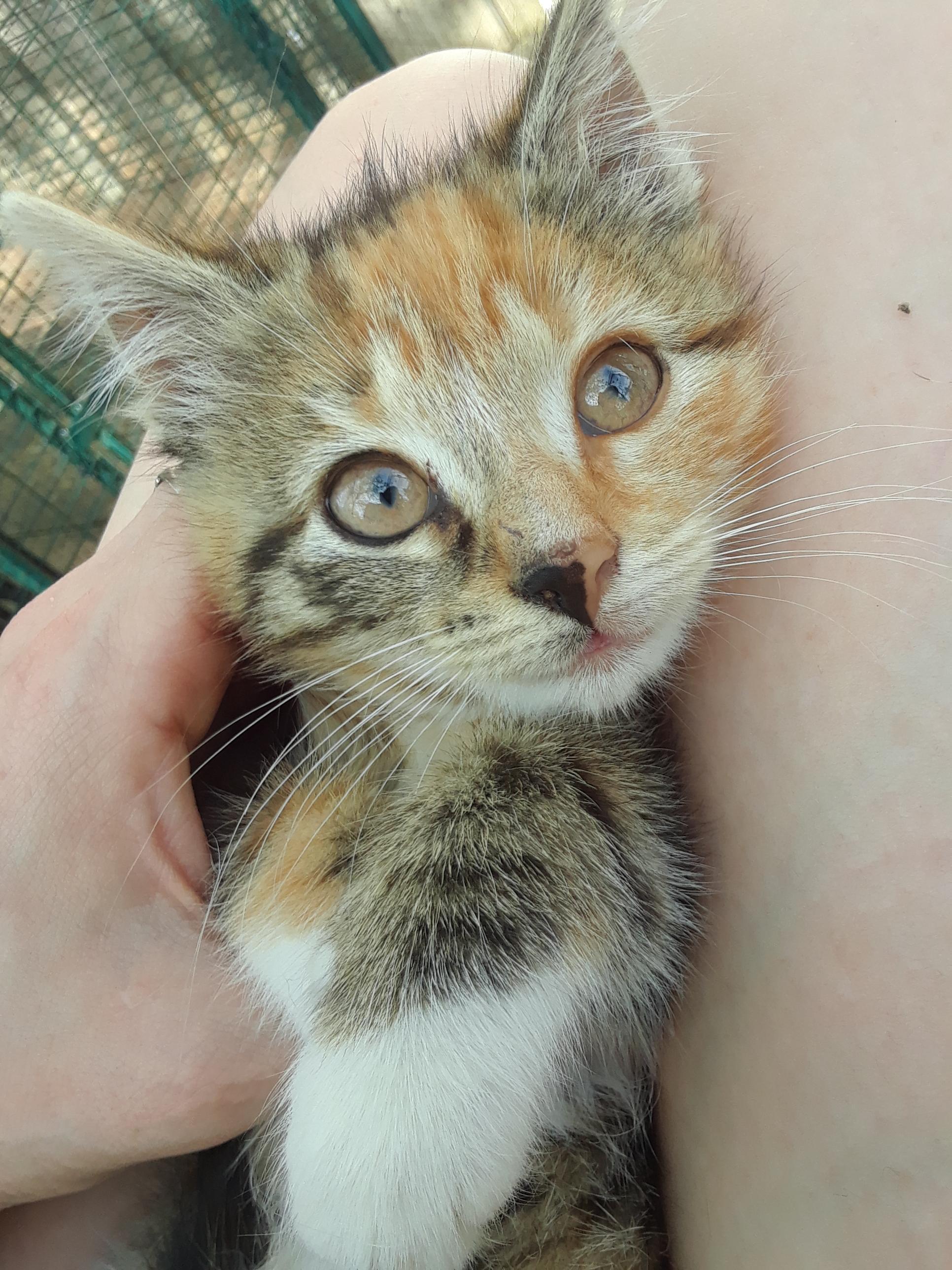 Enlarge Flame, an adopted Domestic Short Hair in Millerton, PA image 4/5