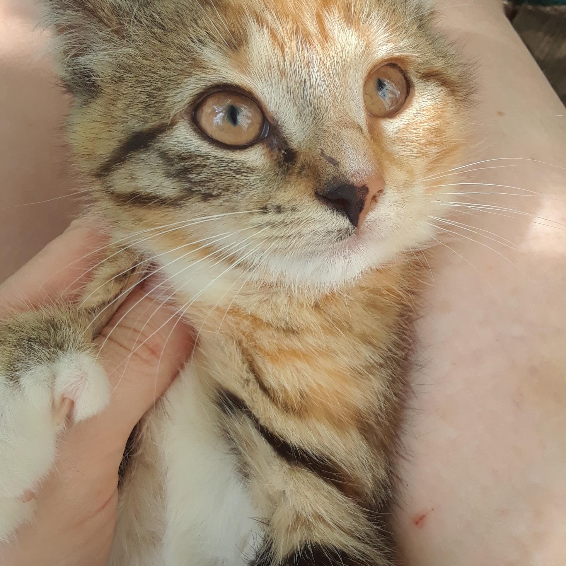 Enlarge Flame, an adopted Domestic Short Hair in Millerton, PA image 2/5