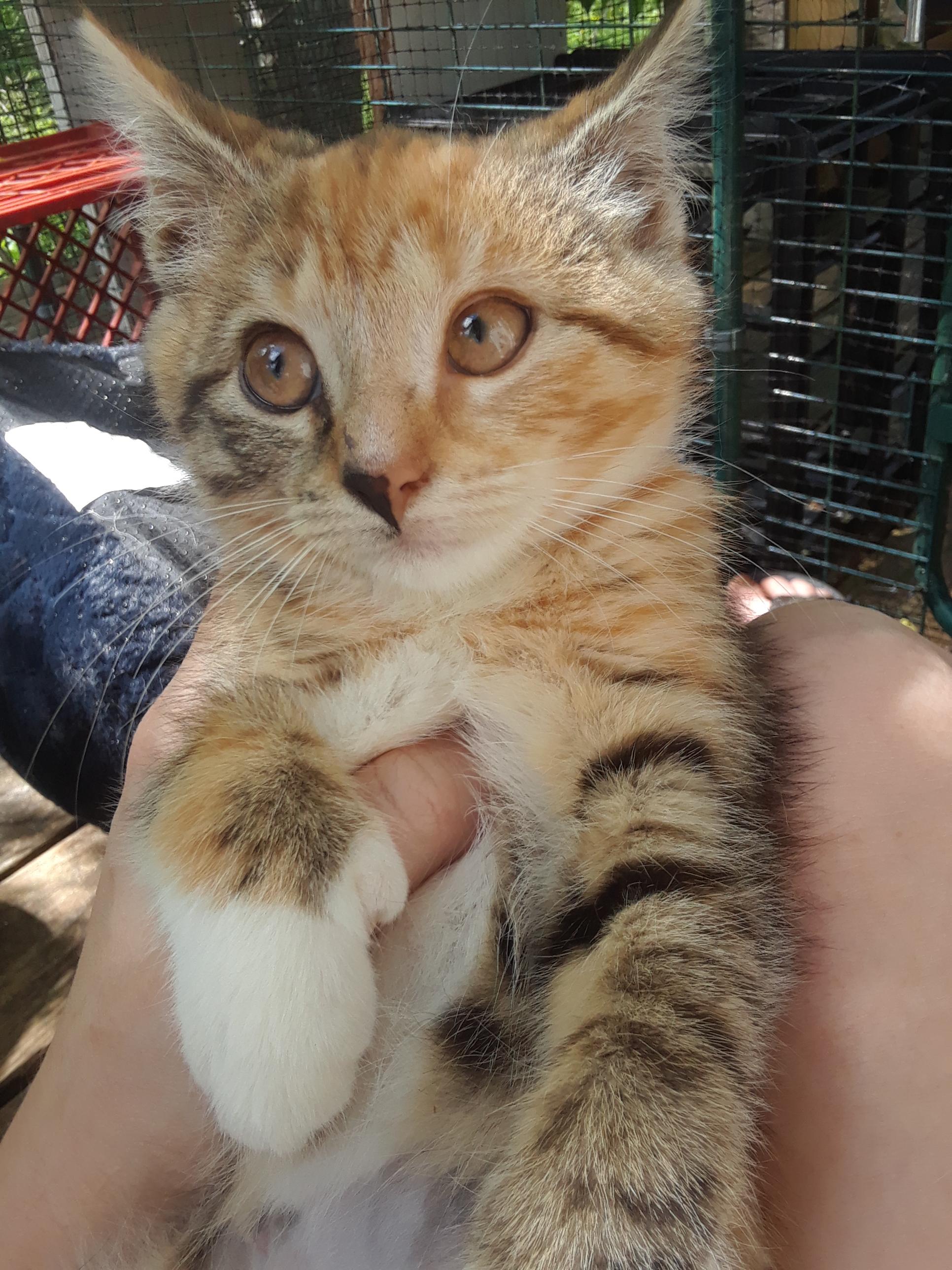 Enlarge Flame, an adopted Domestic Short Hair in Millerton, PA image 5/5