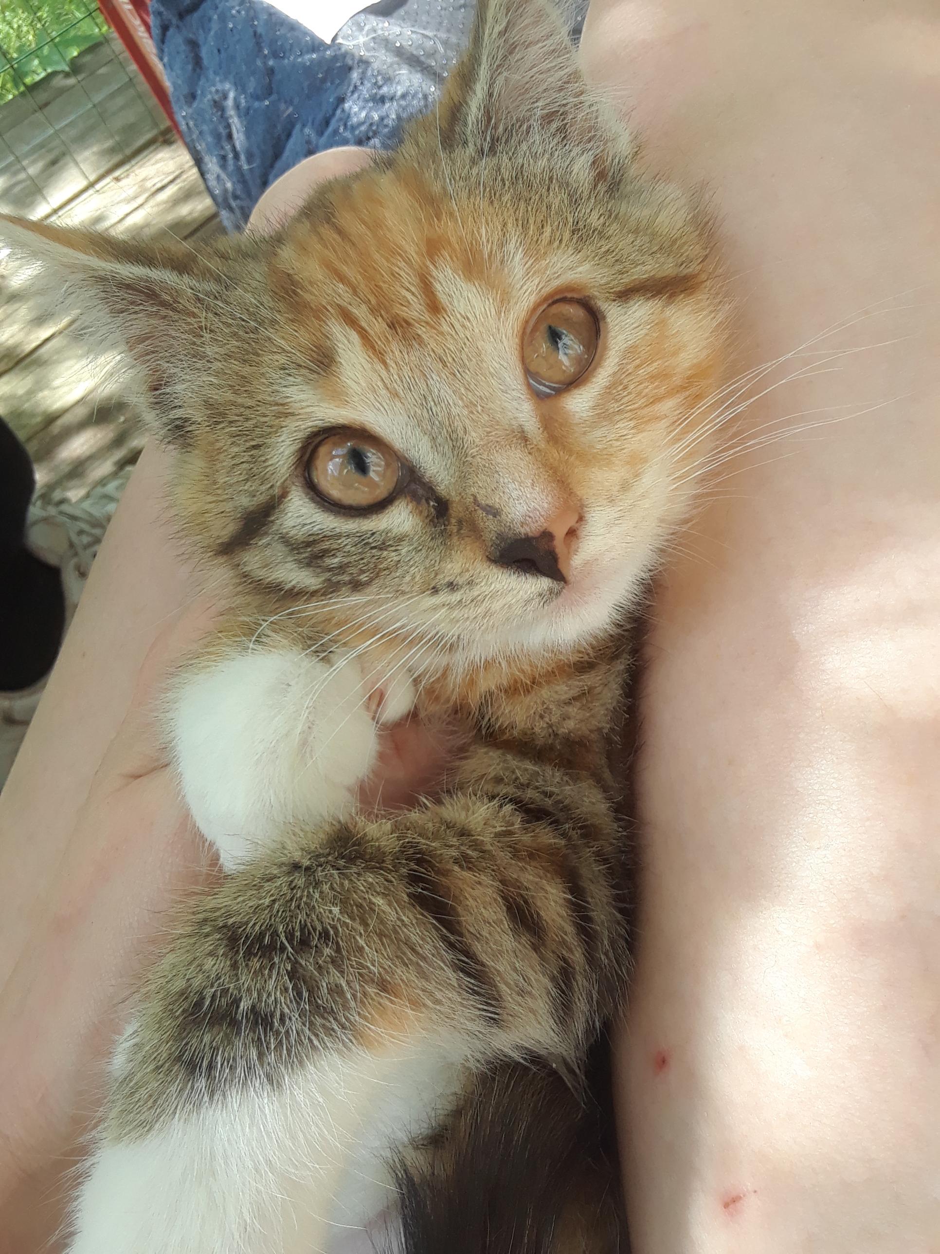 Flame, adopted, Kitten Female Domestic Short Hair.