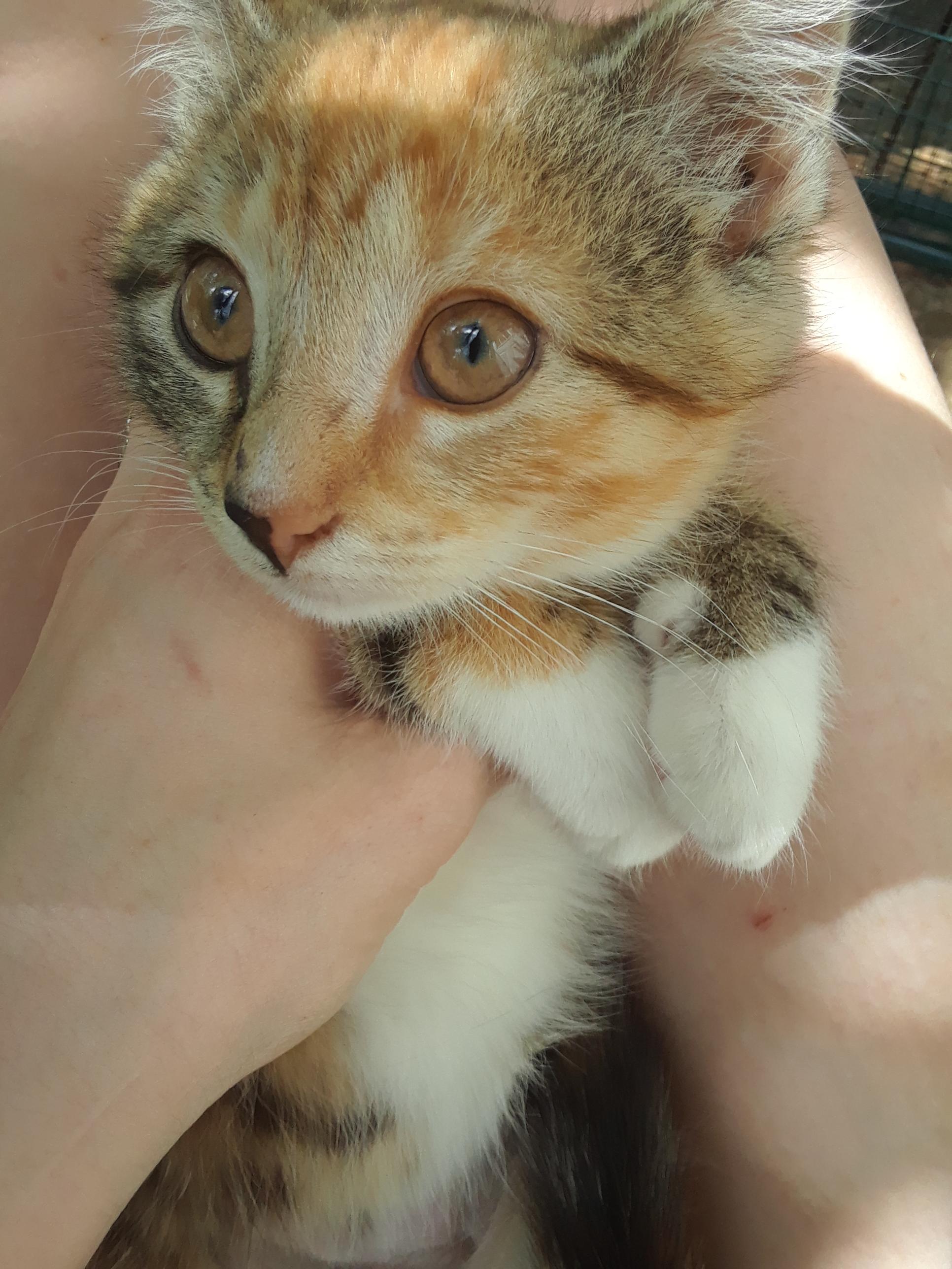 Enlarge Flame, an adopted Domestic Short Hair in Millerton, PA image 3/5