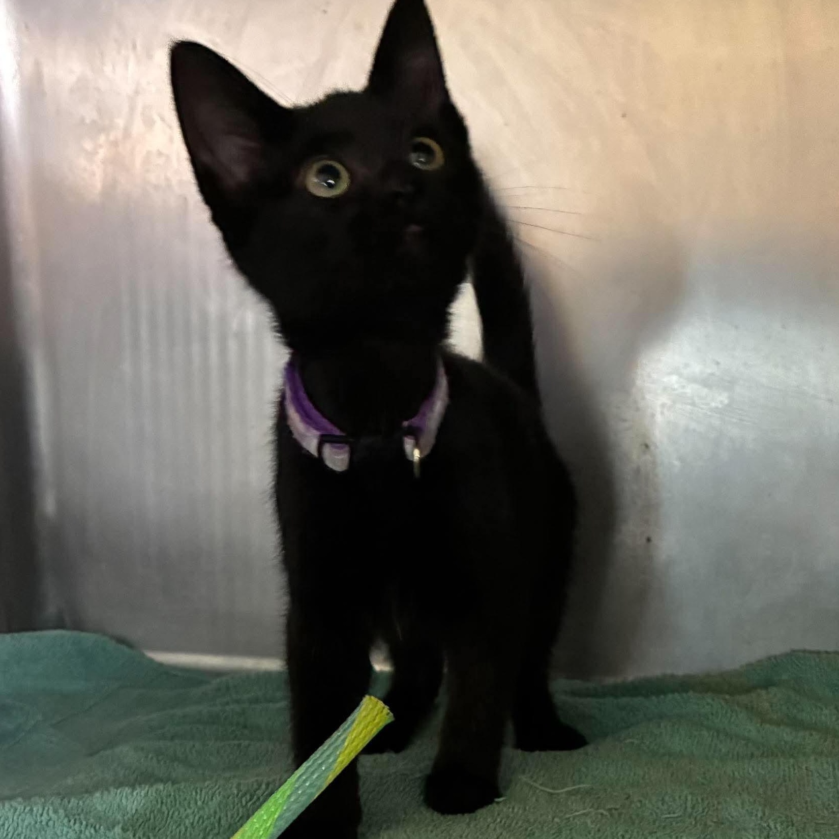 Shadow, Adoptable, Kitten Female Domestic Short Hair.