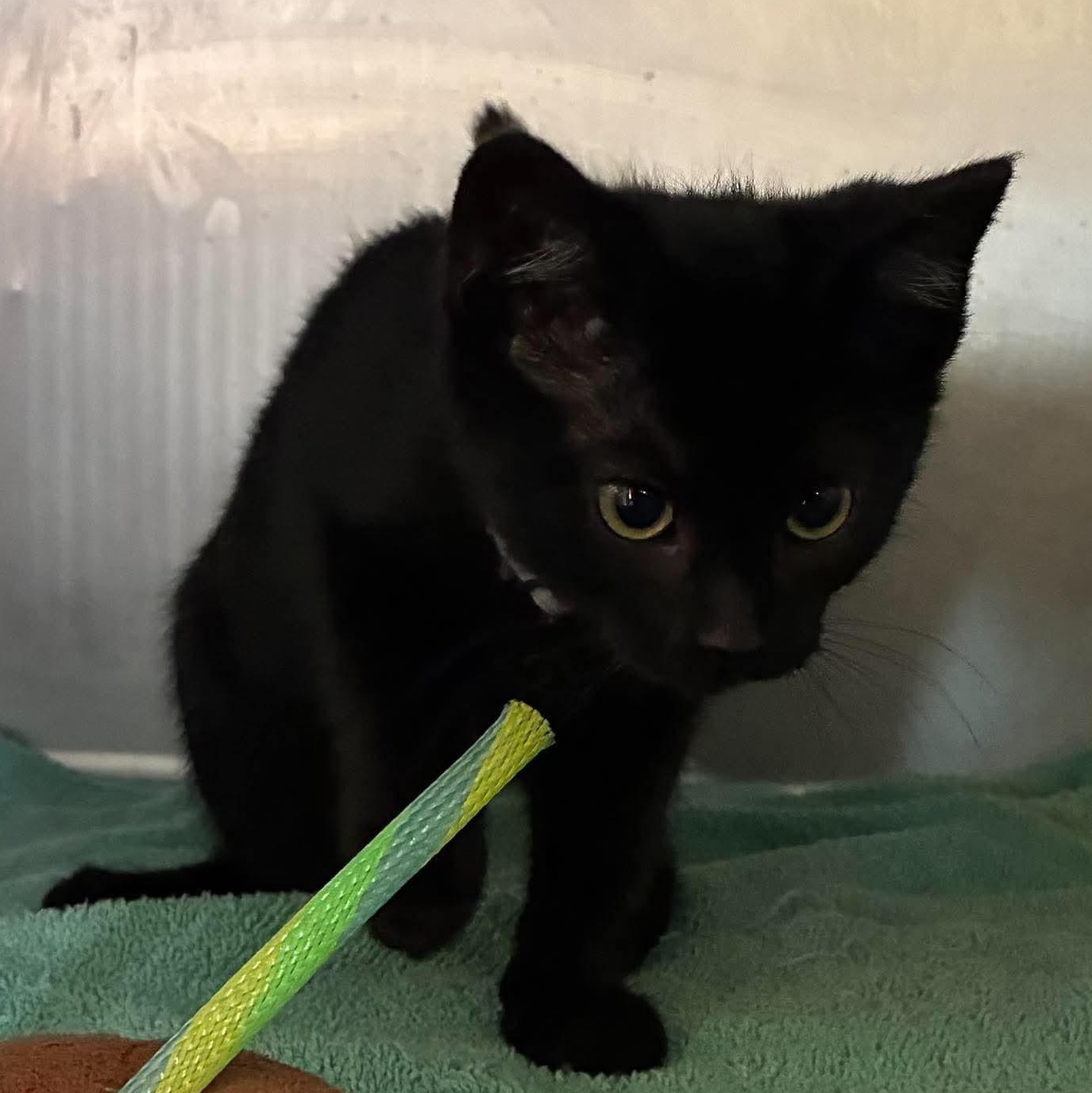 Enlarge Shadow, a Adoptable mixed breed in Petersburg, IL image 2/3