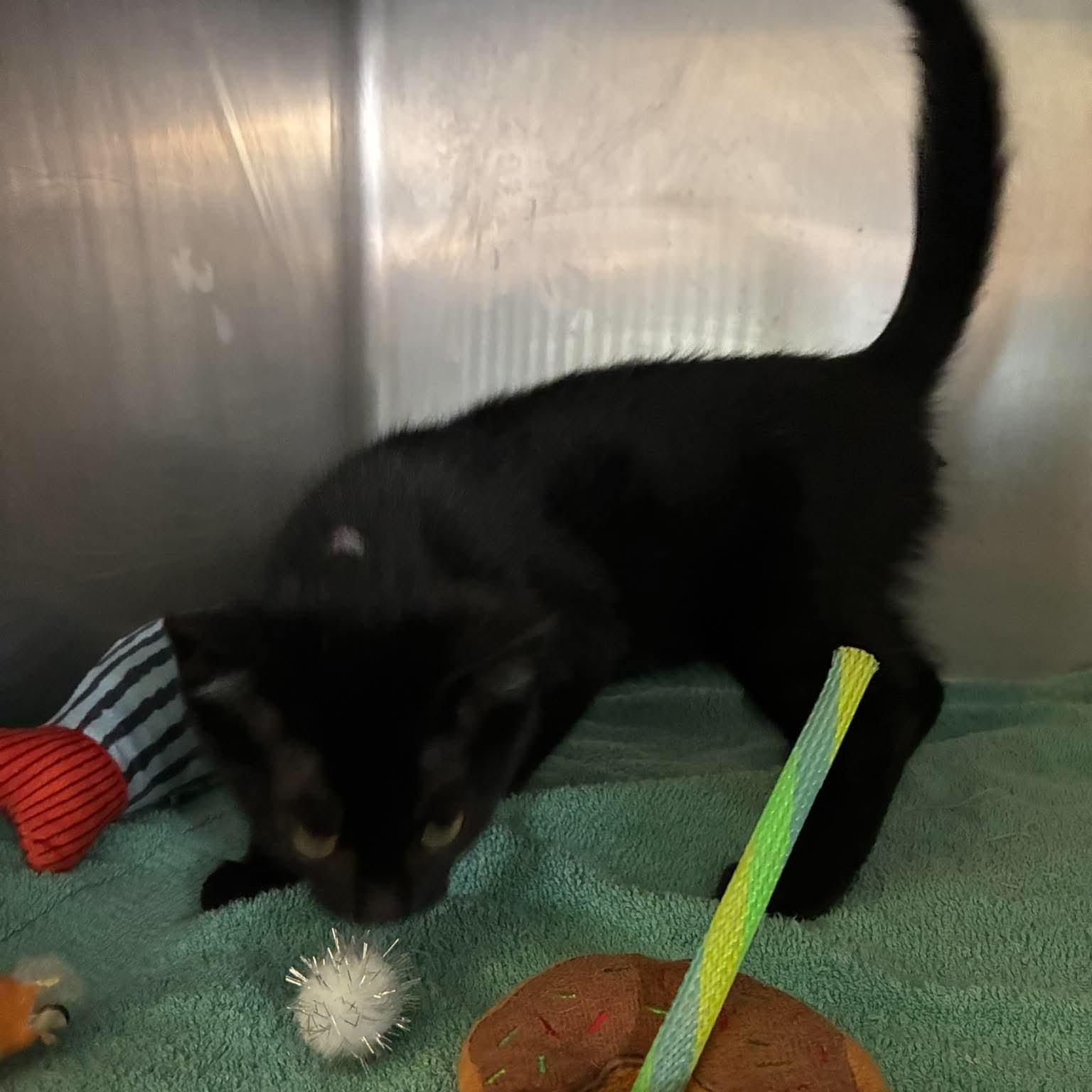 Enlarge Shadow, a Adoptable mixed breed in Petersburg, IL image 3/3