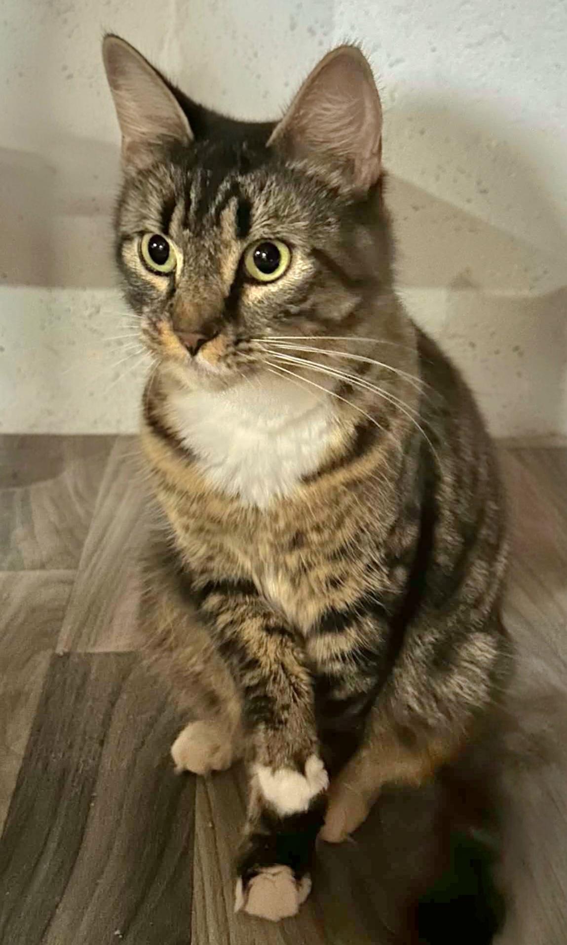 Enlarge Saffron, an adopted Domestic Short Hair in Attleboro, MA image 4/4