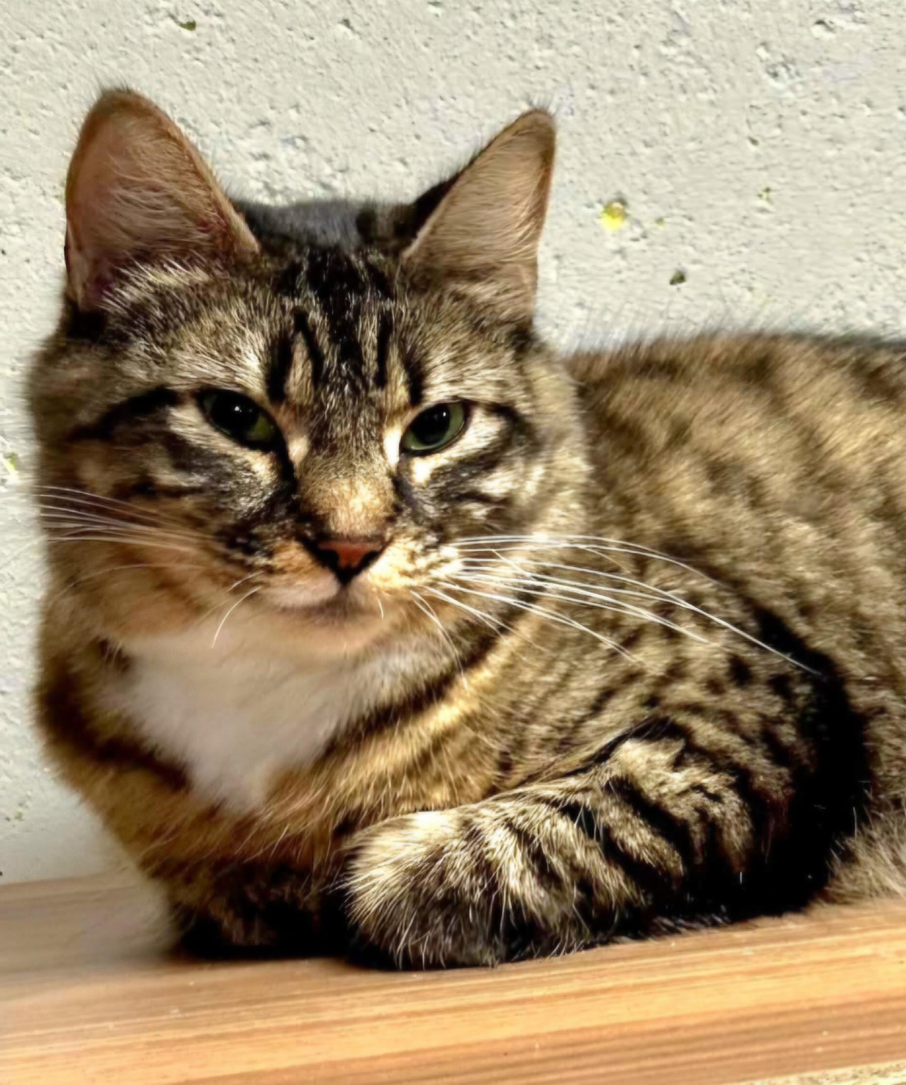 Saffron, adopted, Young Female Domestic Short Hair.