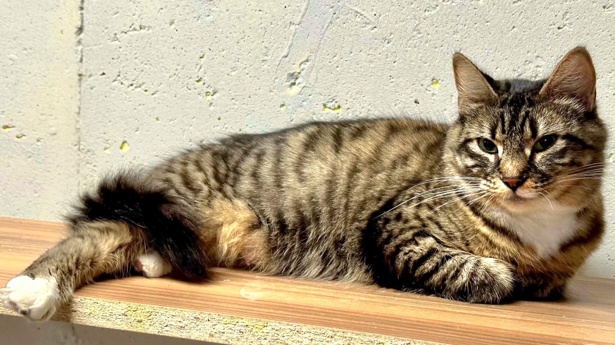 Enlarge Saffron, an adopted Domestic Short Hair in Attleboro, MA image 3/4