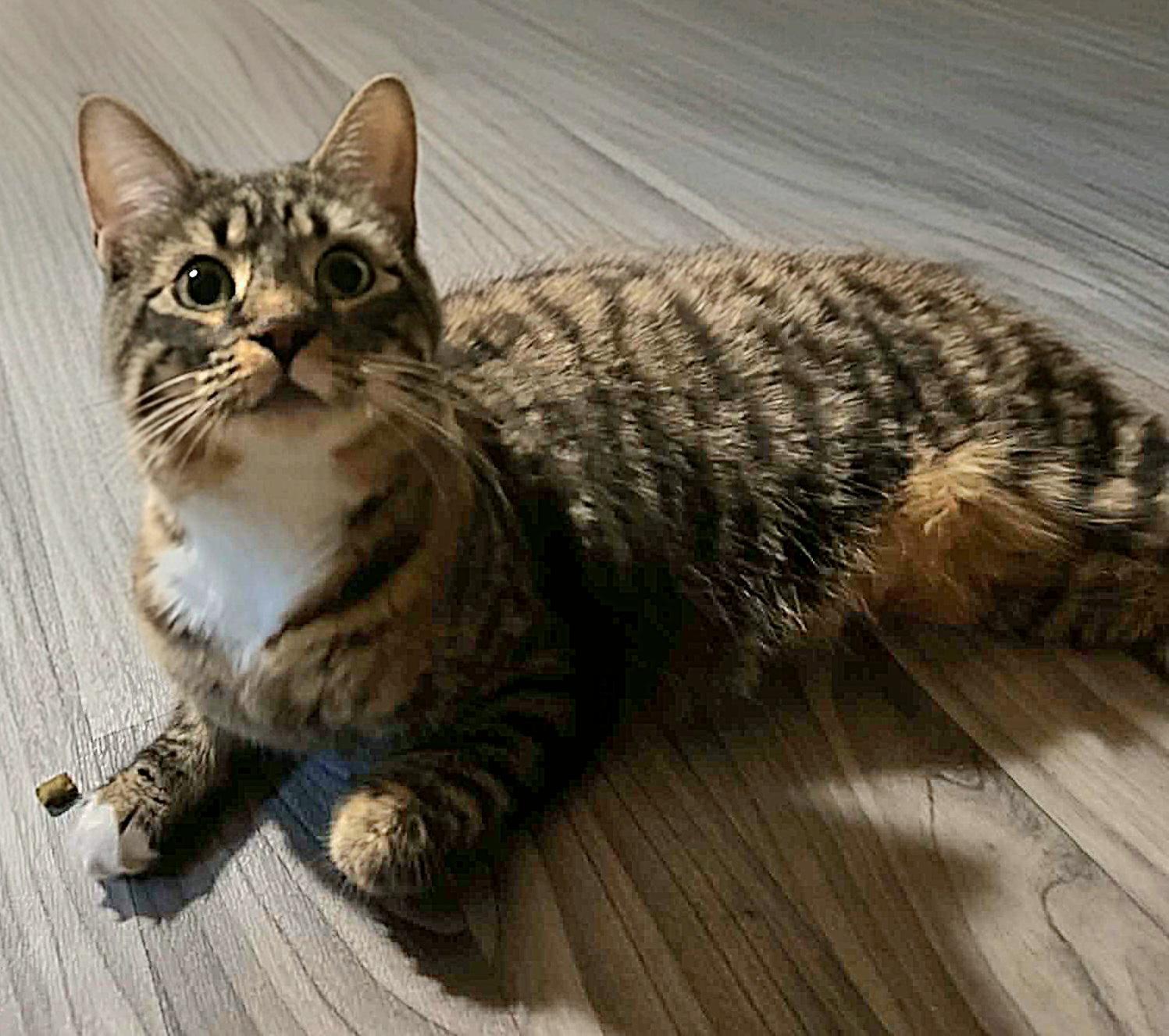 Enlarge Saffron, an adopted Domestic Short Hair in Attleboro, MA image 2/4
