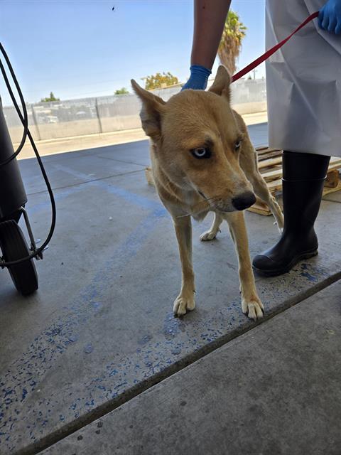 Enlarge BLARE, a Adoptable mixed breed in Bakersfield, CA image 1/1