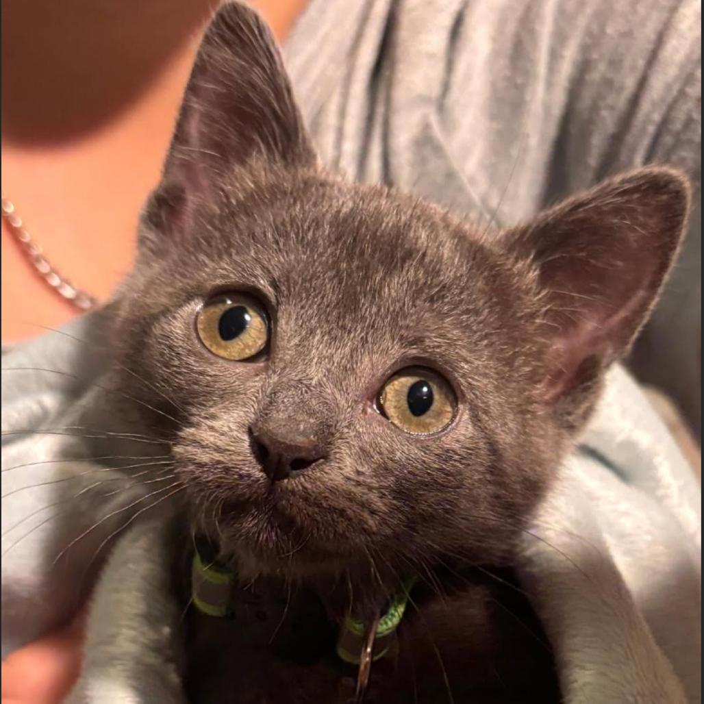 Ginger, Adoptable, Kitten Female Domestic Short Hair.