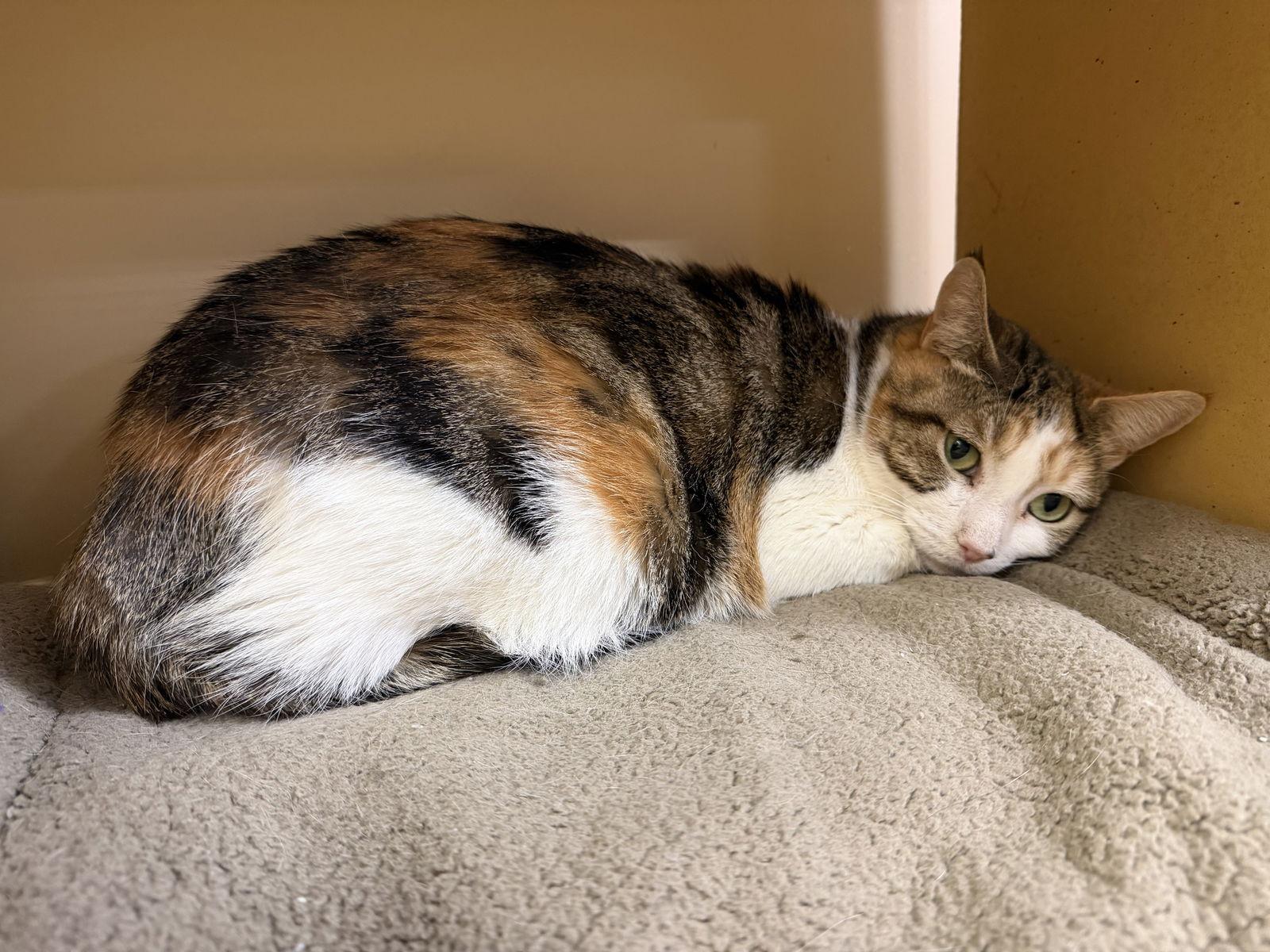 Pumpkin, Adoptable, Adult Female Calico & Domestic Short Hair.