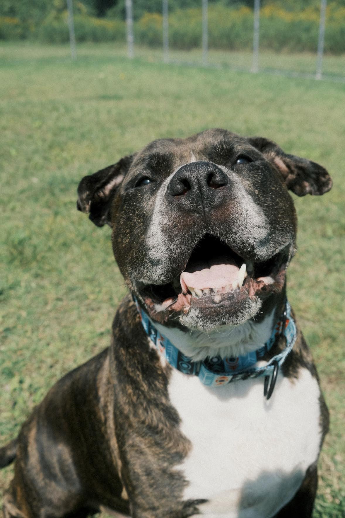 Dexter, Adoptable, Senior Male Pit Bull Terrier.
