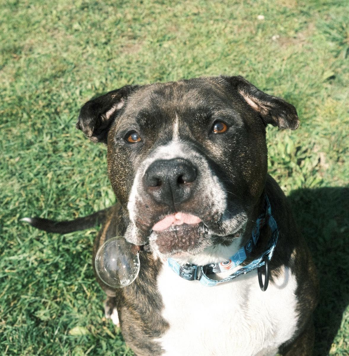 Dexter — thumbnail 2