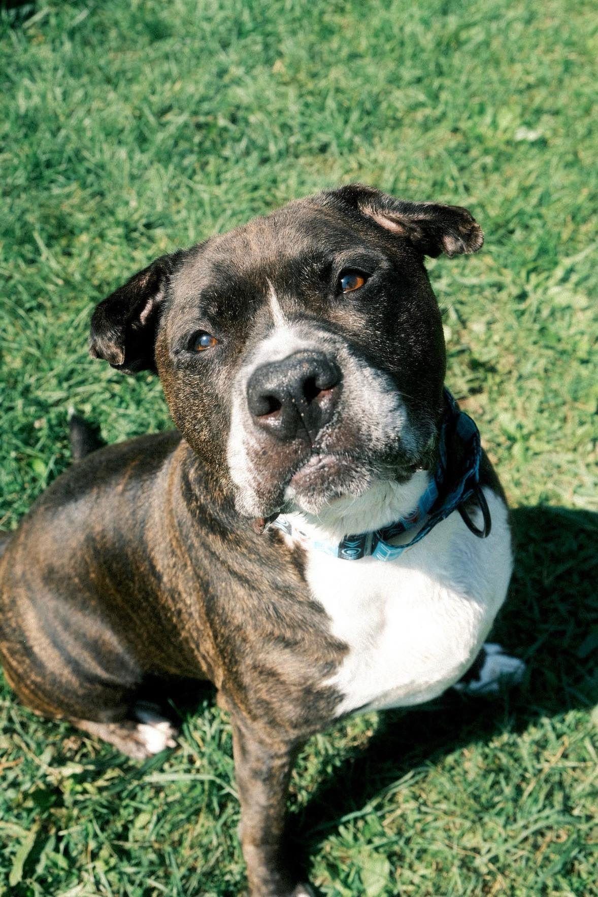 Dexter — thumbnail 3