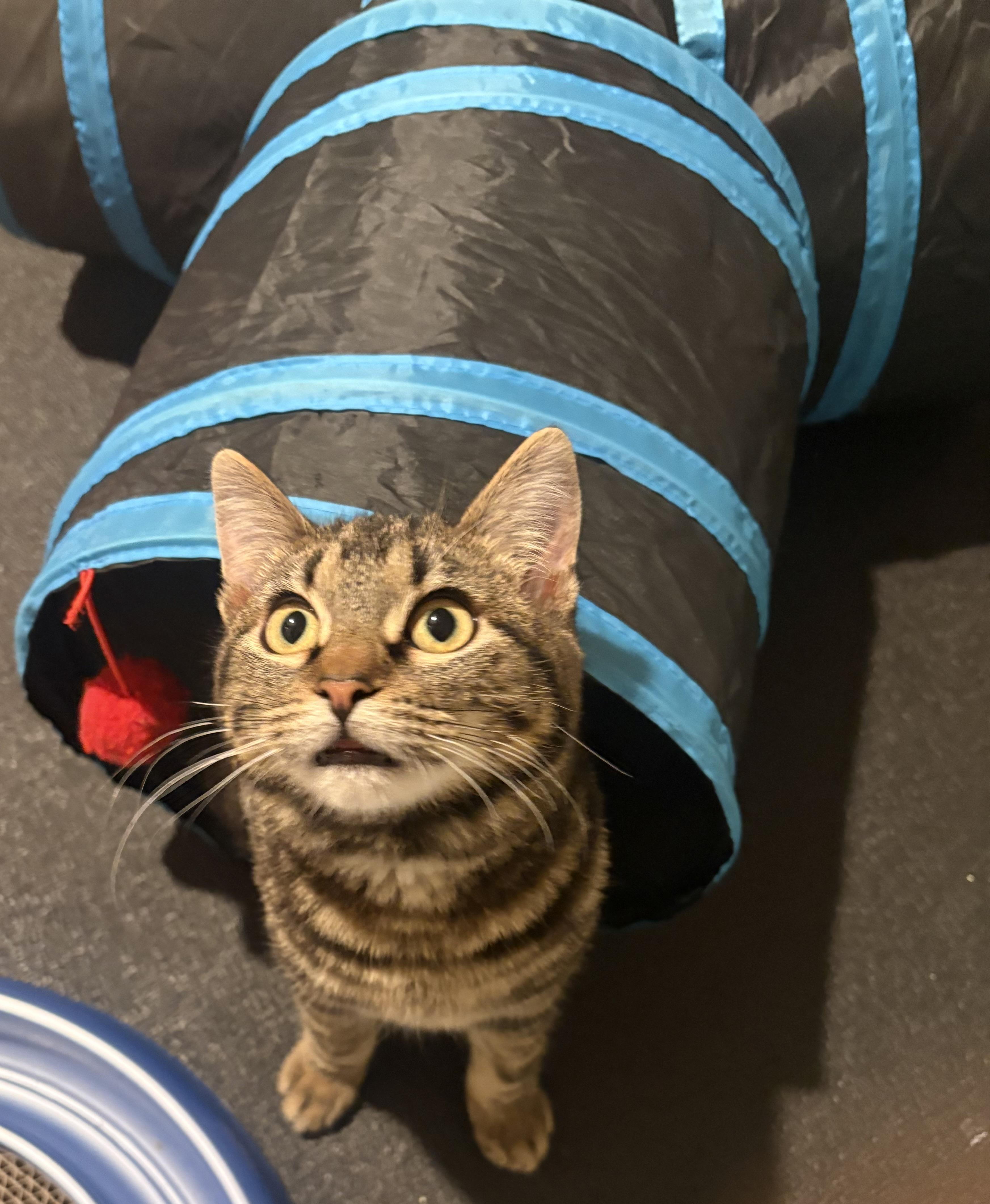 Zucchini , adopted, Kitten Male Tabby.