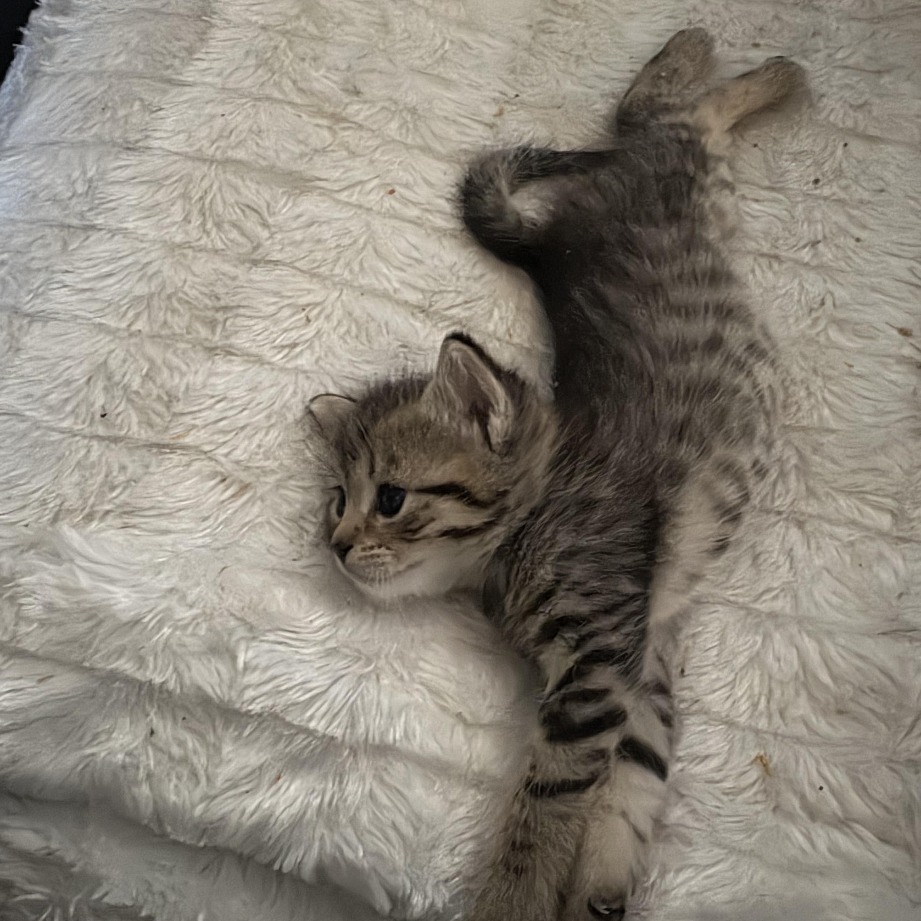 Enlarge Tigger, a ADOPTABLE mixed breed in Moriches, NY image 2/2