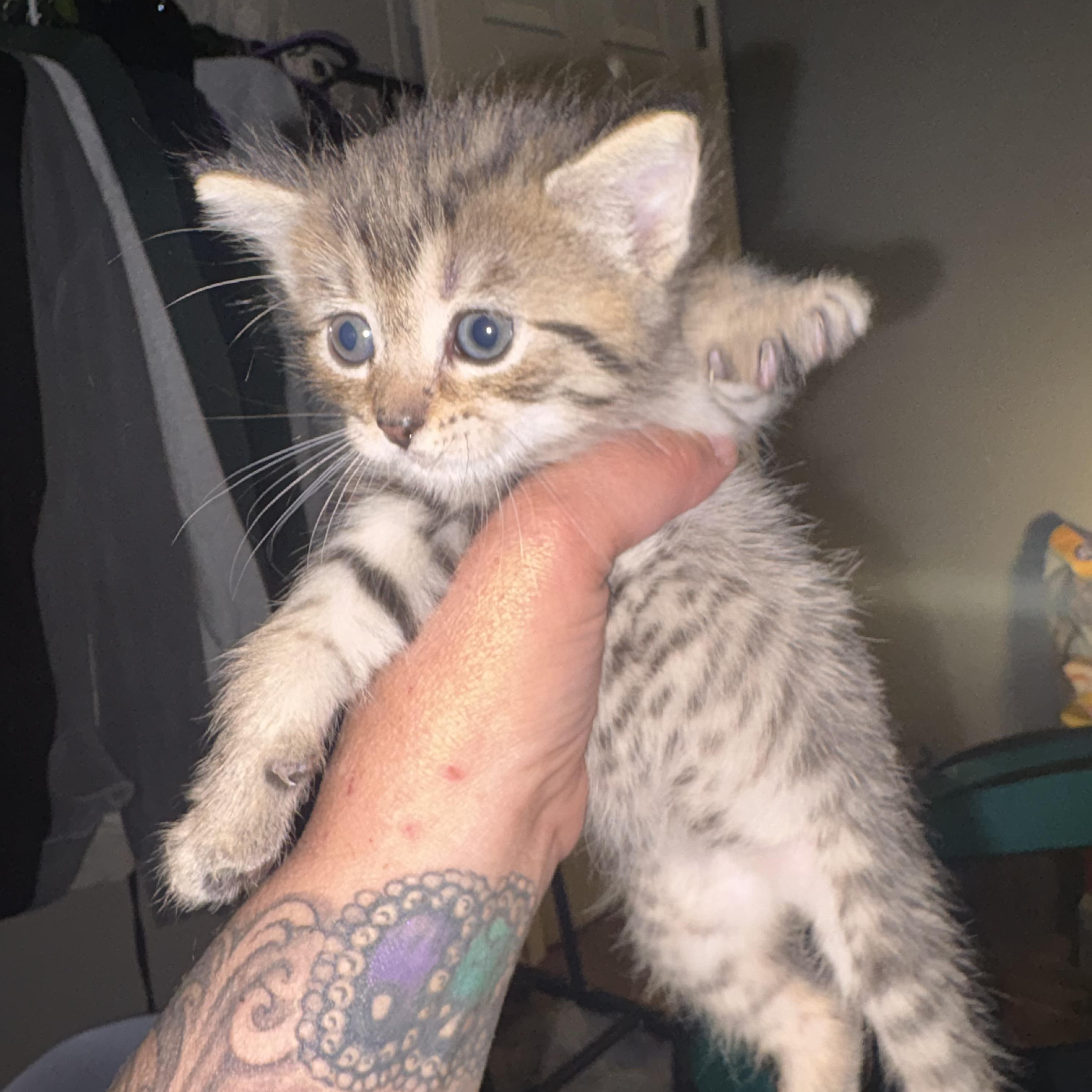 Tigger, ADOPTABLE, Kitten Male Domestic Short Hair & Tabby.