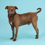 Lil Man, a ADOPTABLE mixed breed in Hilliard, OH image 2/2