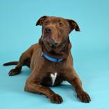 Lil Man, ADOPTABLE, Senior Male Pit Bull Terrier.