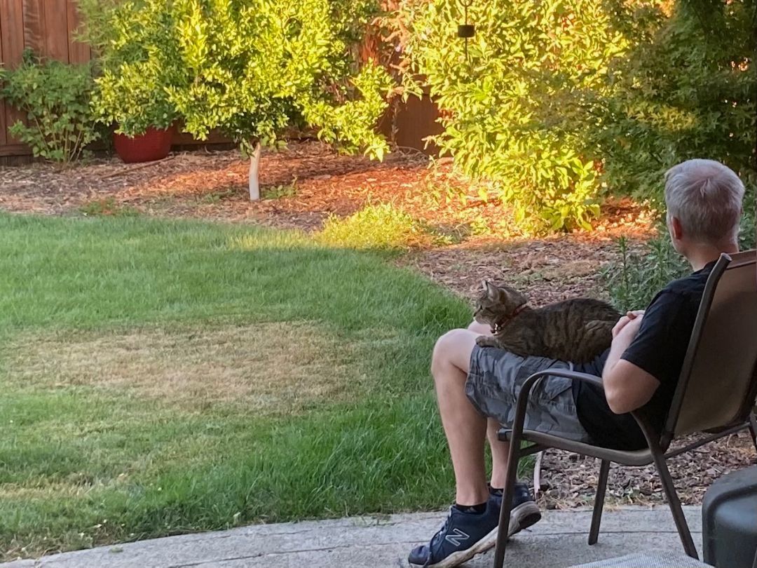 Lancelot - Tolerant & Mild Mannered, Adopted, Adult Male Tabby.