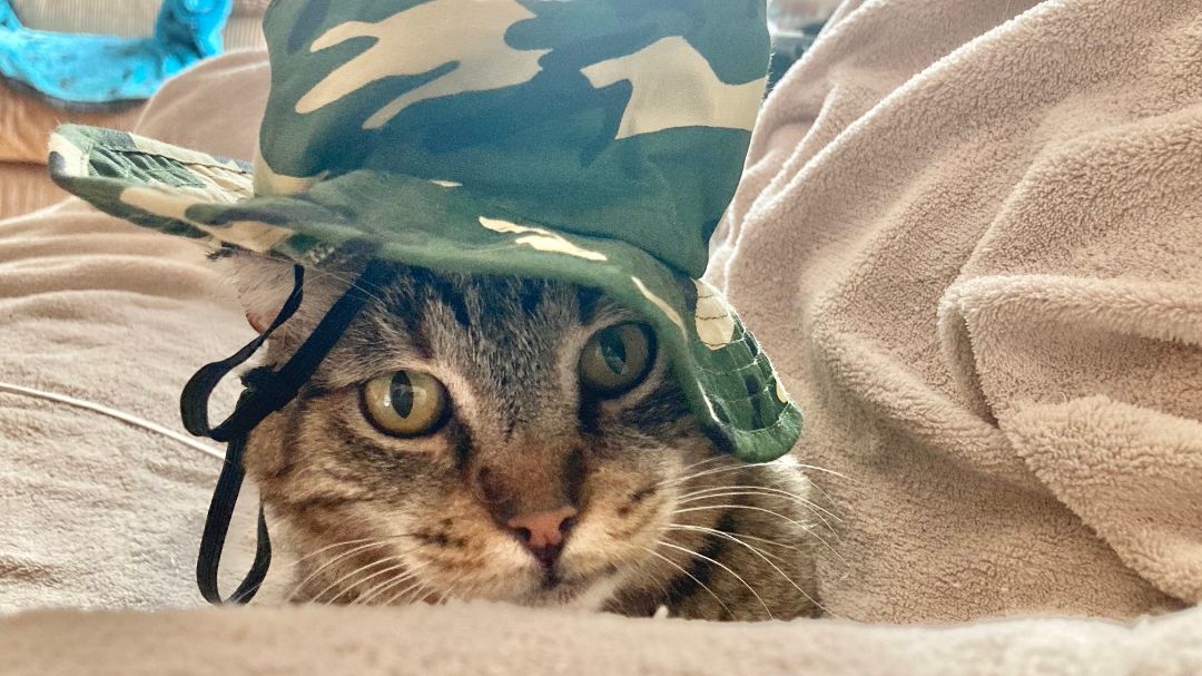 Enlarge Lancelot - Tolerant & Mild Mannered, a Adopted Tabby in Pleasant Hill, CA image 2/5